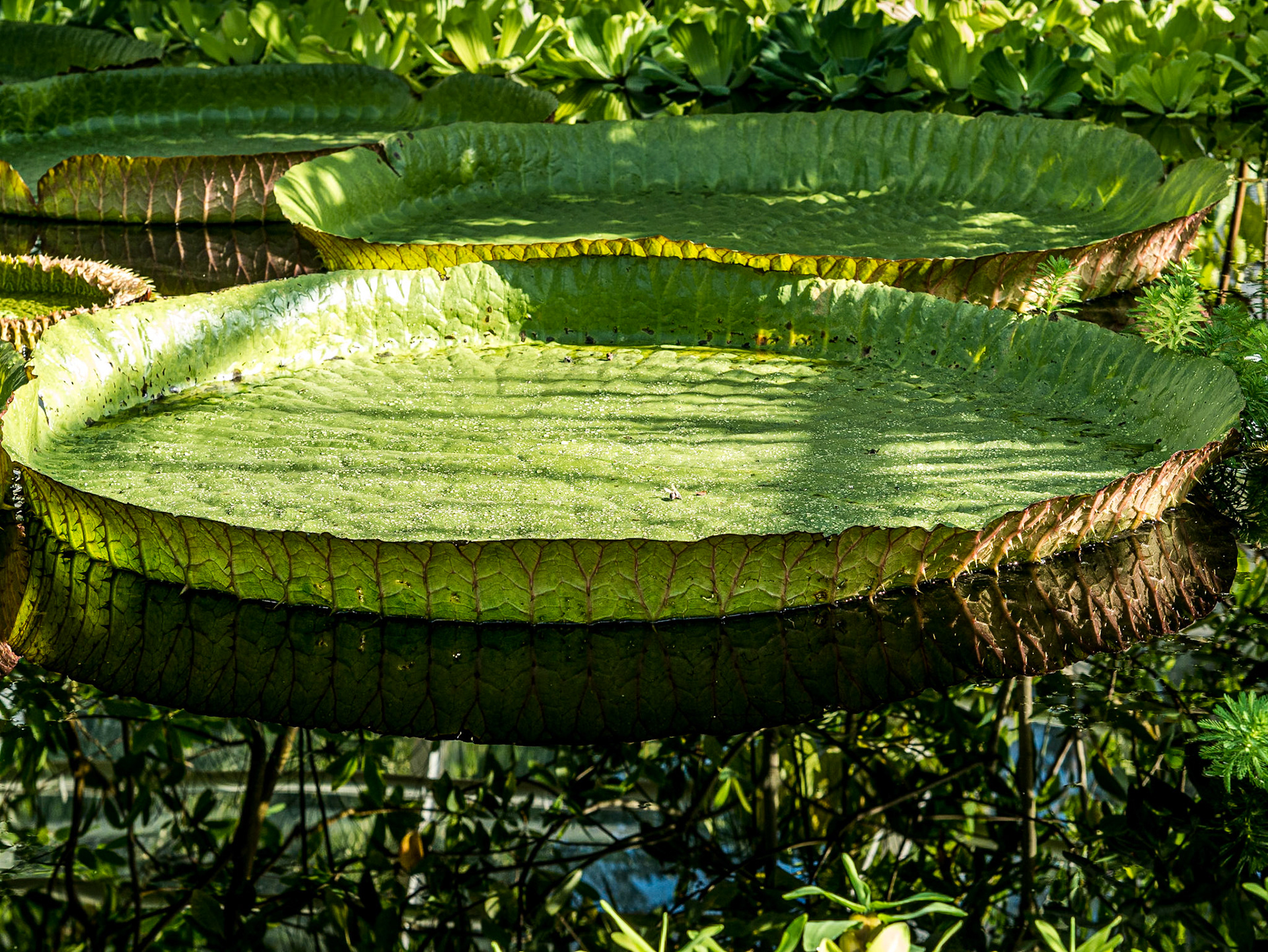In the greenhouse at the botanic gardens, Helsinki, 31 Aug 2014