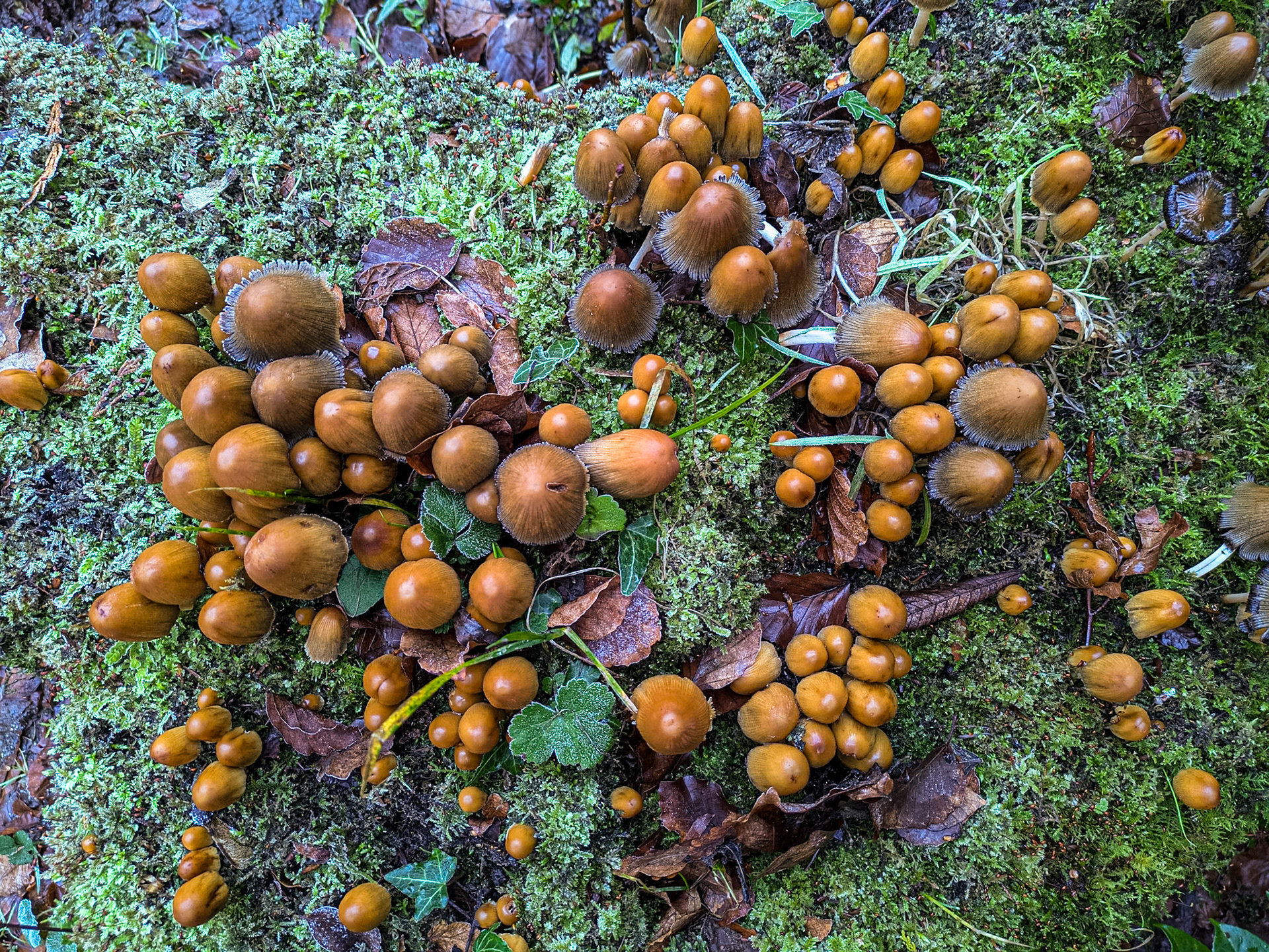 Massy's Estate, Co Dublin, 2 Jan 2025