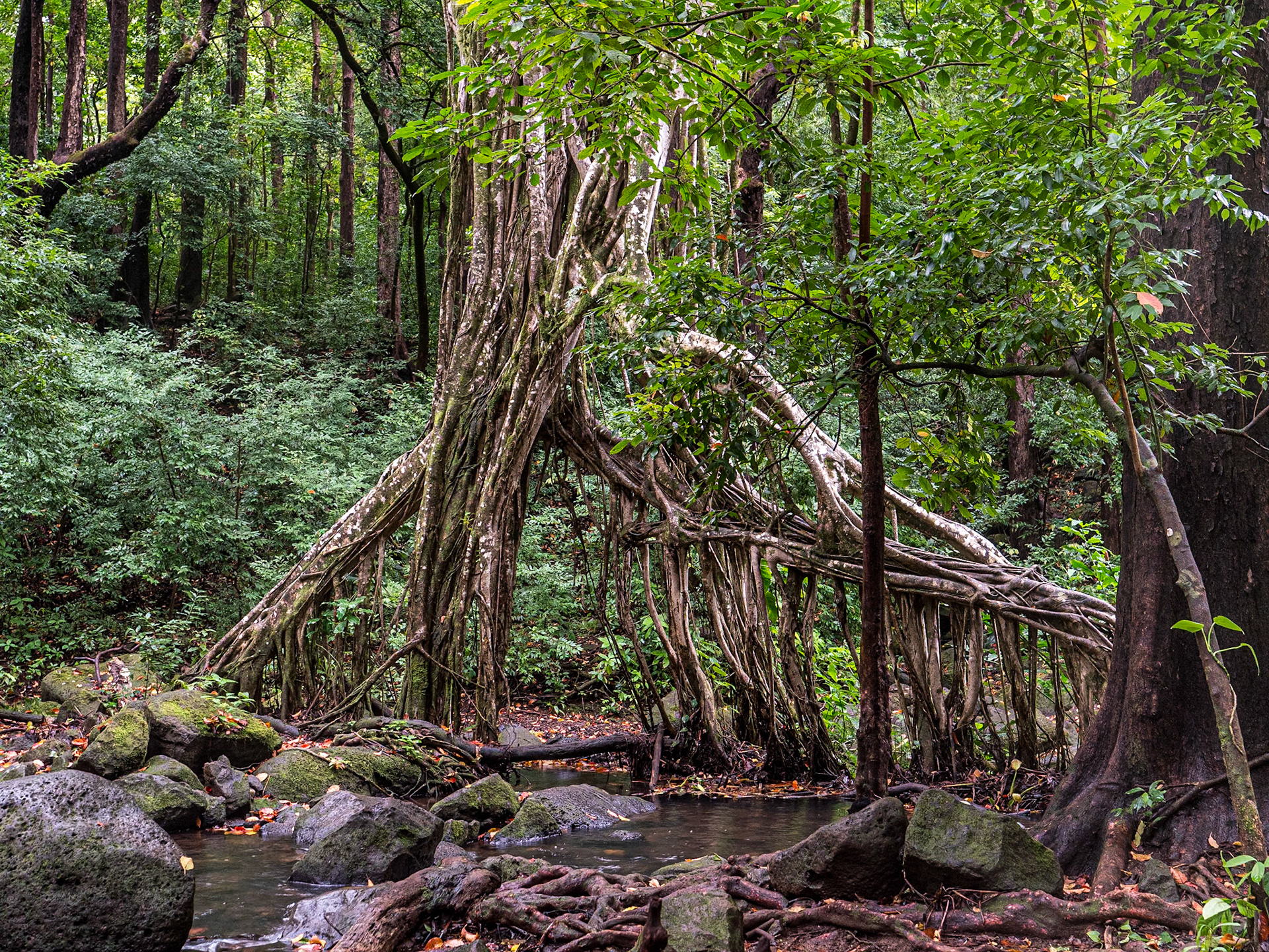 Judd Trail, O'ahu, Hawaii, 30 Jan 2024
