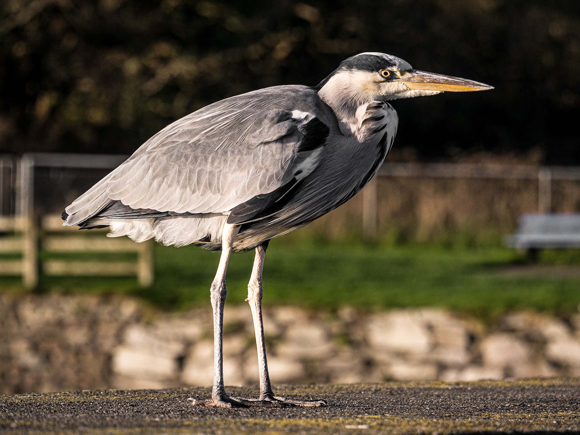 Heron, Schull harbour, Co Cork, 22 Nov 2016
