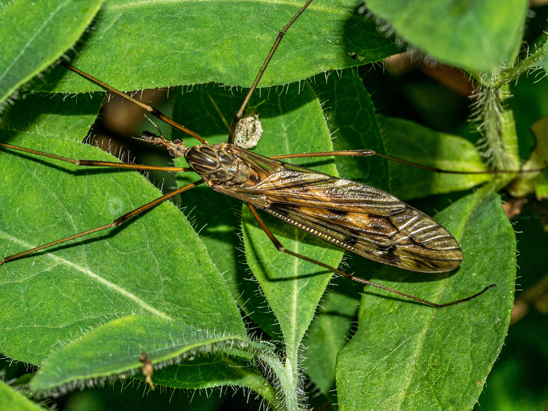 Devil's Glen, Co Wicklow, 15 Jun 2016