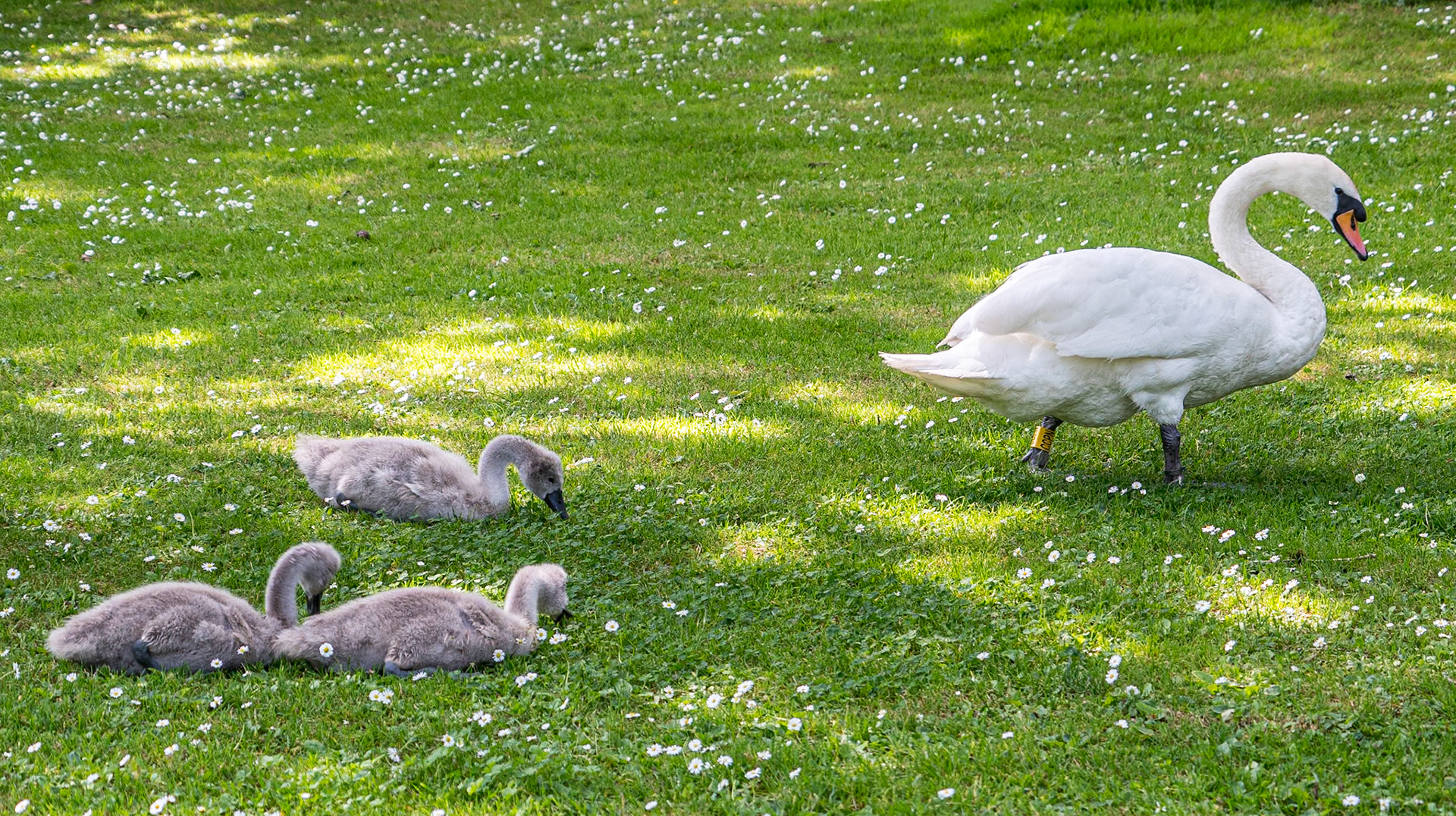 Botanic Gardens, Co Dublin, 21 Jun 2023