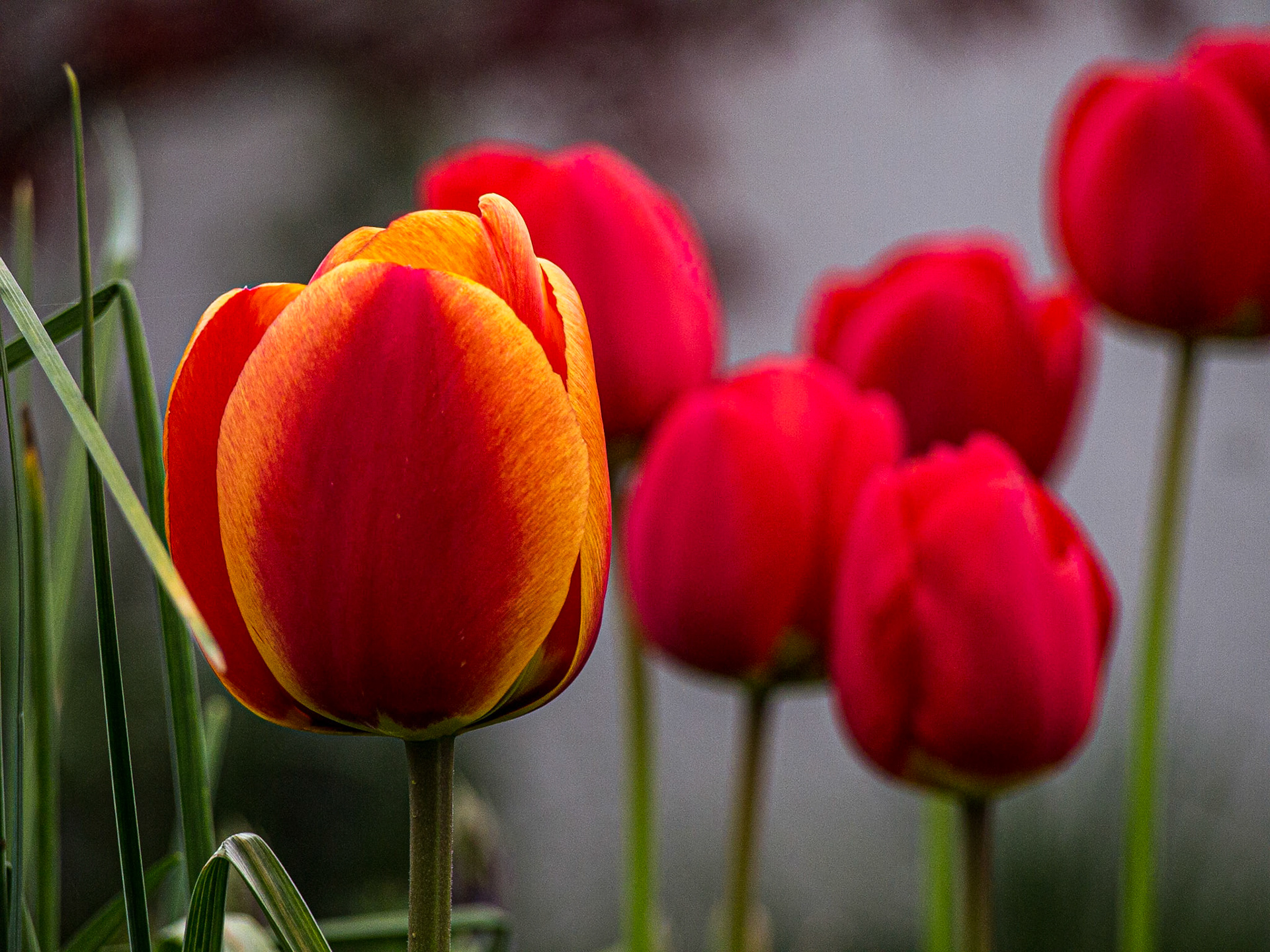 Tulips in our front garden, 30n Apr 2013