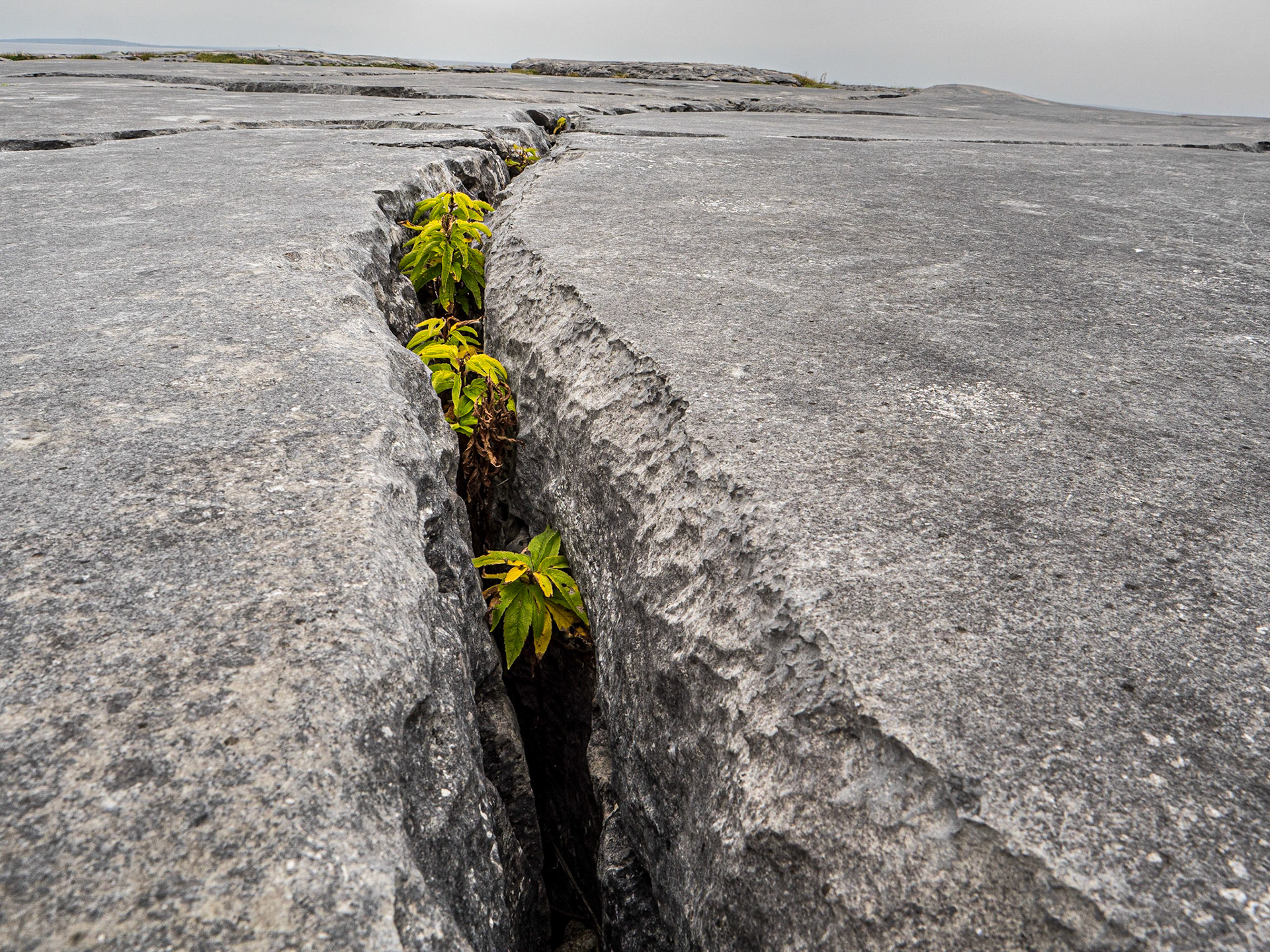 The Burren, south of Fanore, Co Clare, 30 Aug 2023