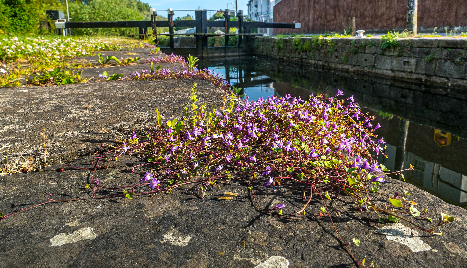 Lock on the Barrow canal, Co Carlow, 18 Jun 2015
