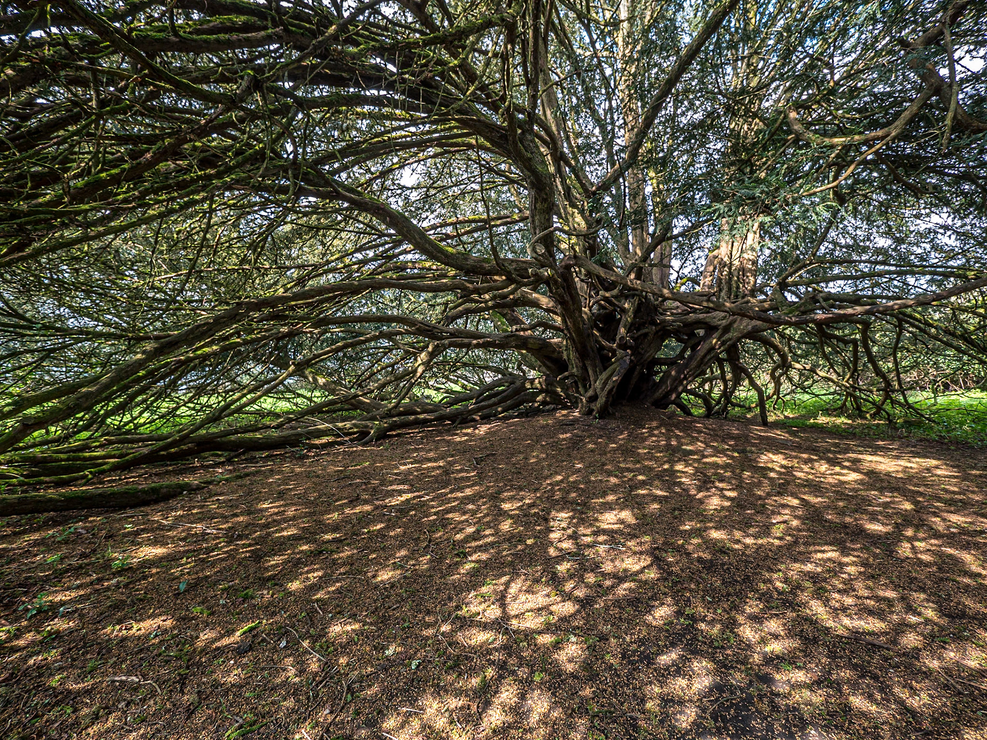 Old yew tree, Crom Estate, Co Fermanagh, 6 Apr 2019