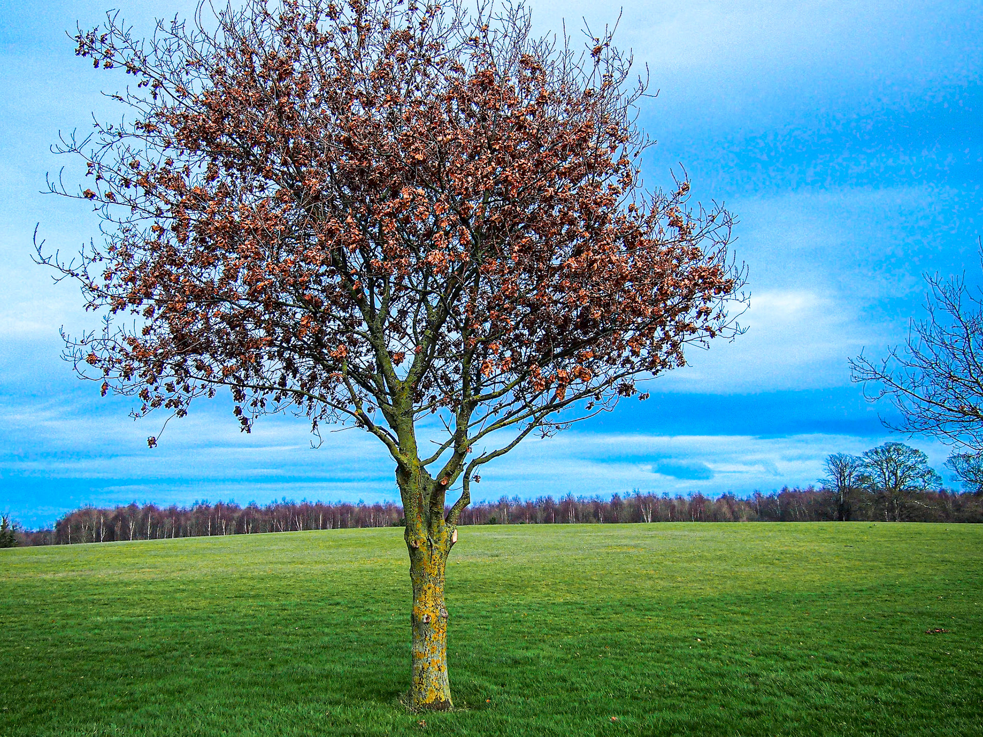 Corkagh Park, Dublin, 6 Jan 2013