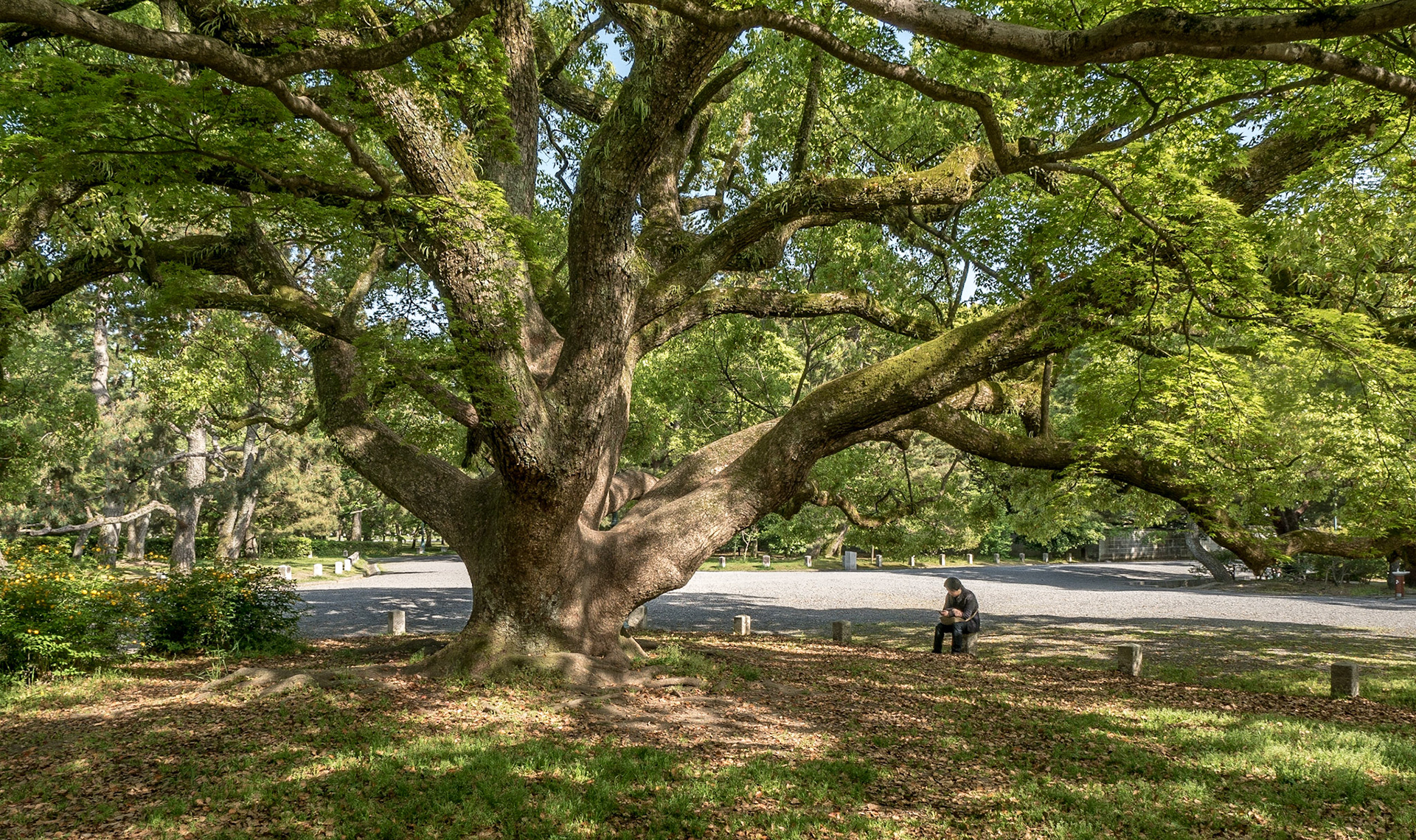 Imperial Palace National Garden, Kyoto, 26 Apr 2016