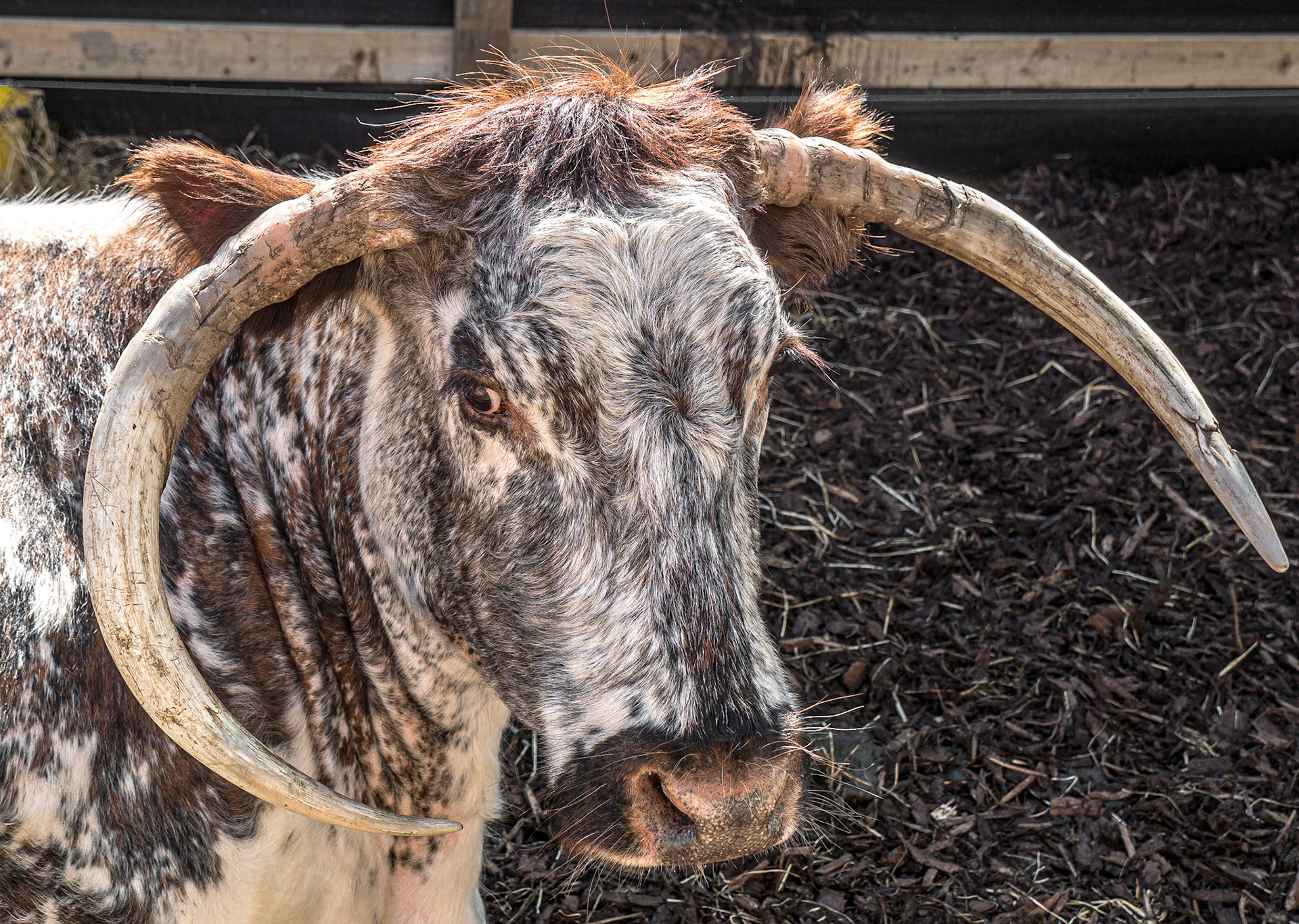 Bloom, Phoenix Park, Dublin, 28 May 2015