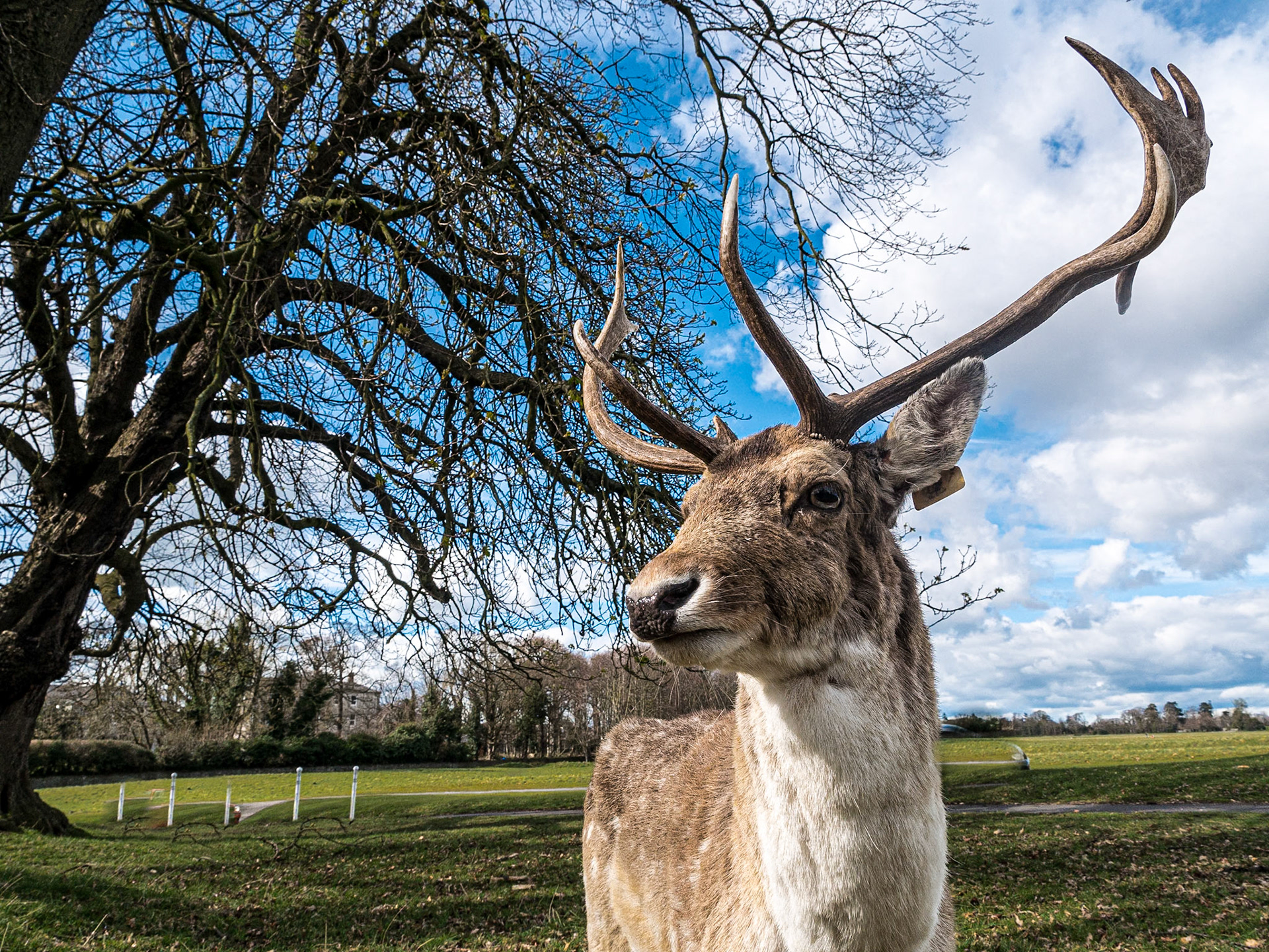 Deer, Phoenix Park, 28 Mar 2016