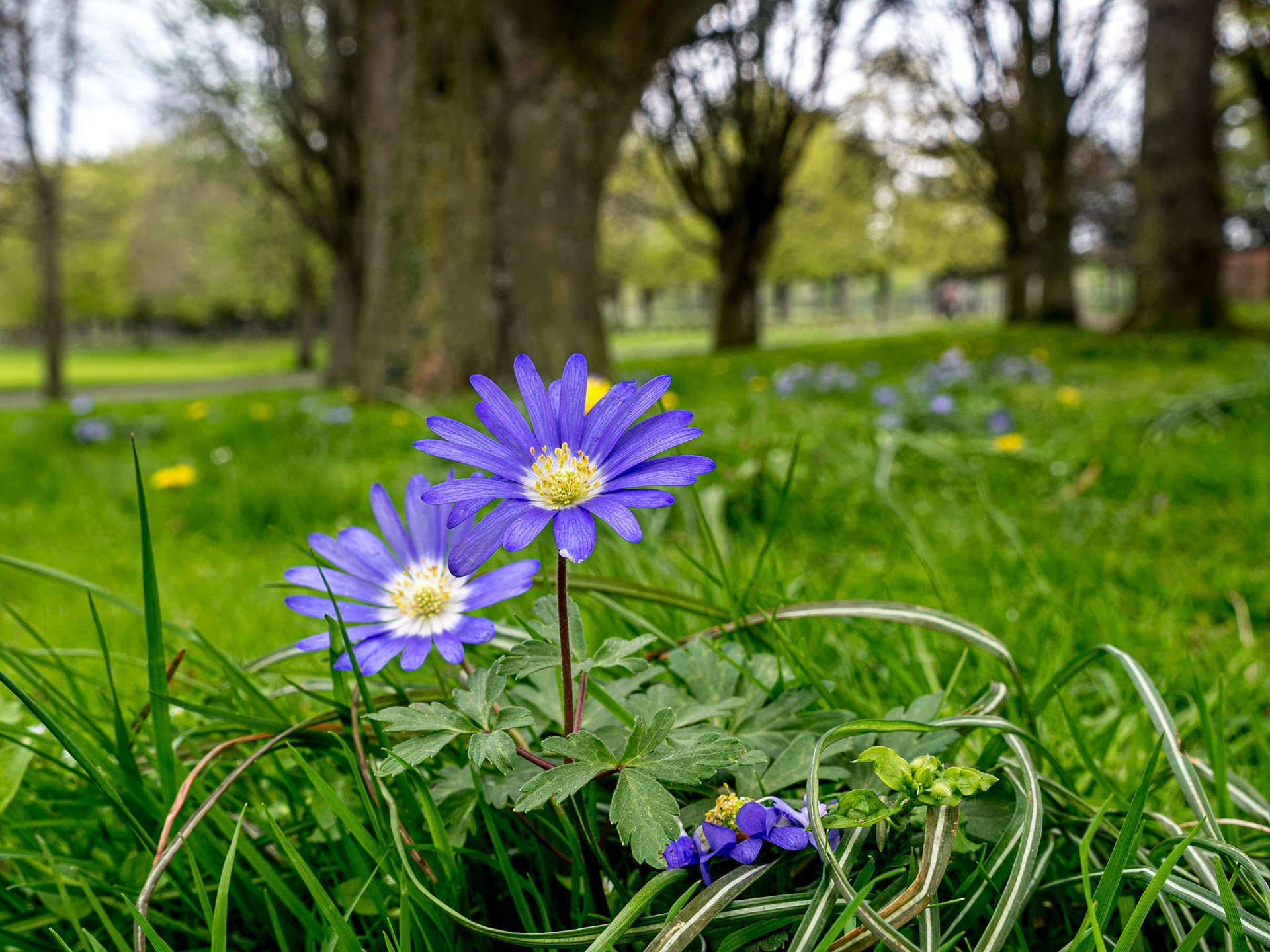War Memorial Gardens, Dublin, 27 Apr 2022