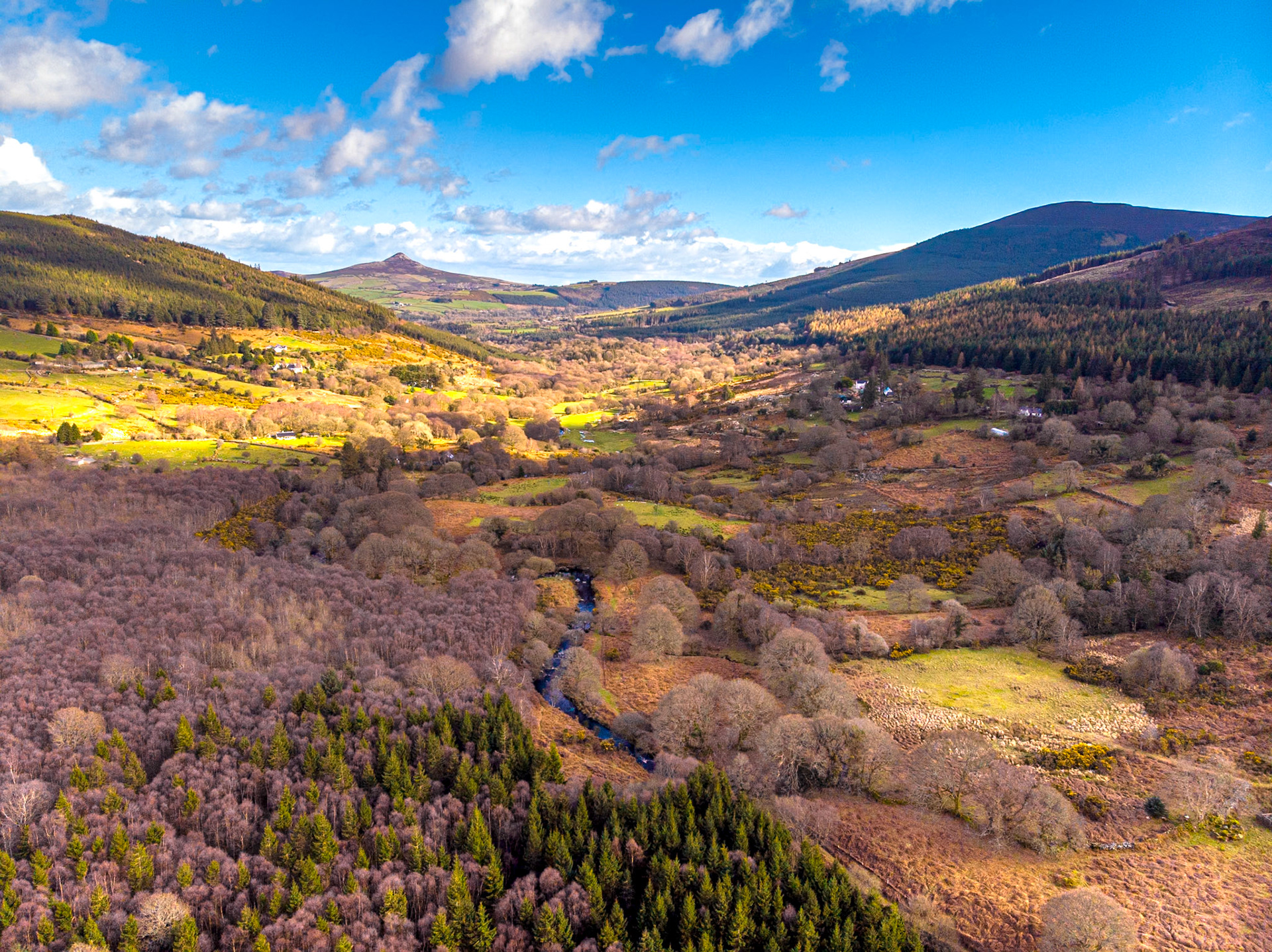 Oak Glen Wood, Co Wicklow, 17 Mar 2019
