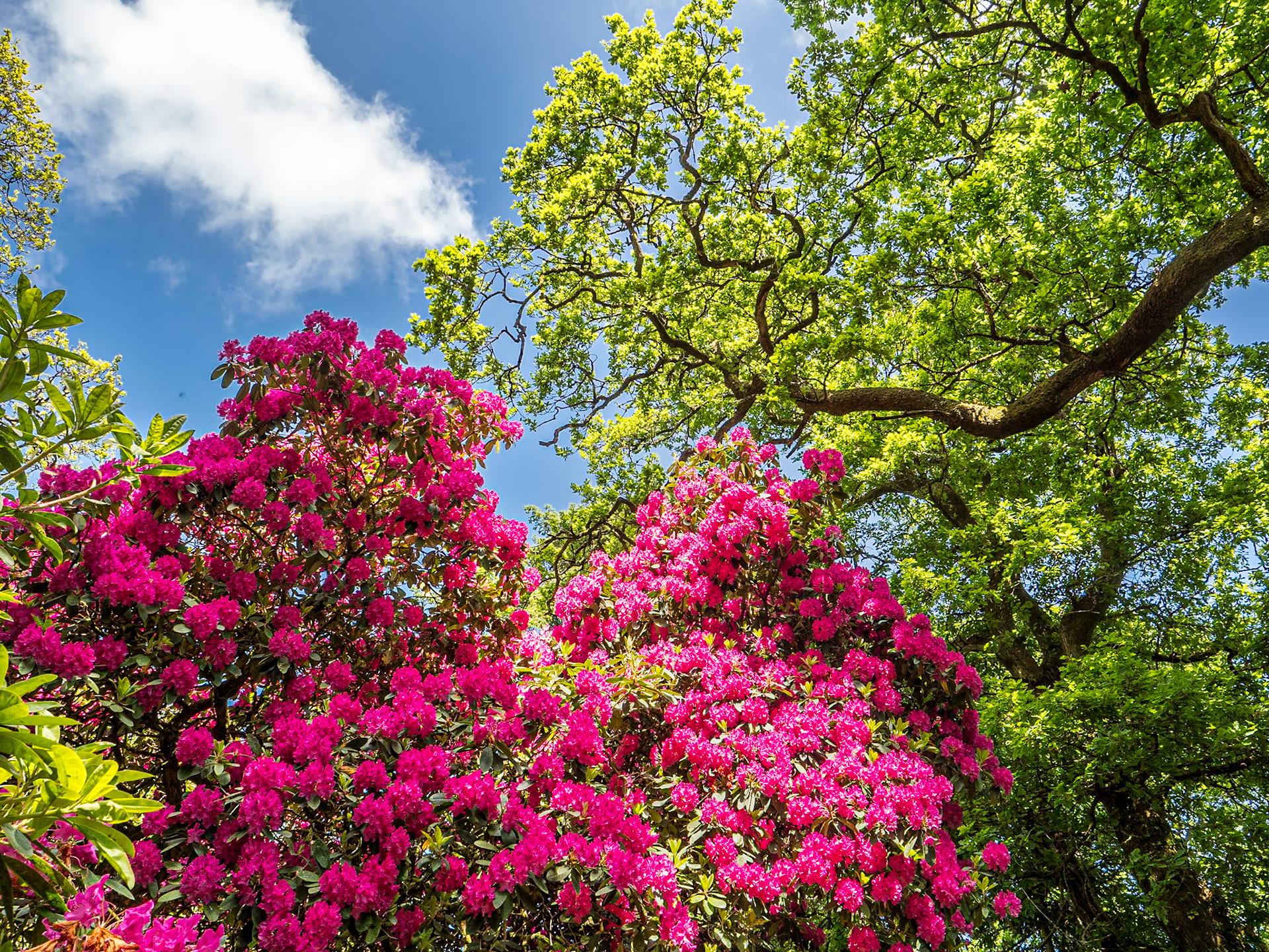 Grounds of Russborough House, Co Wicklow, 31 May 2023