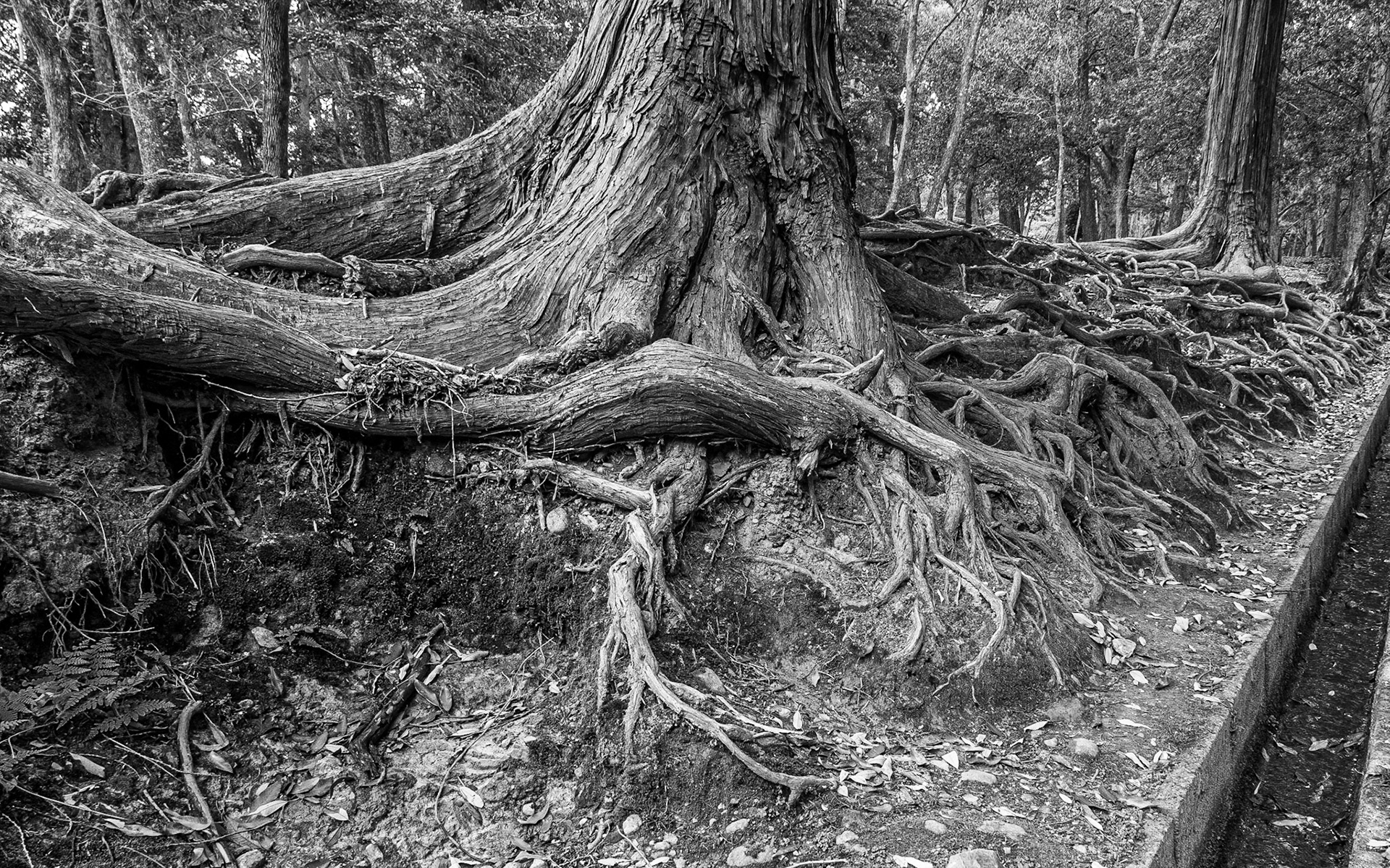 Nara, Japan, 25 Apr 2016
