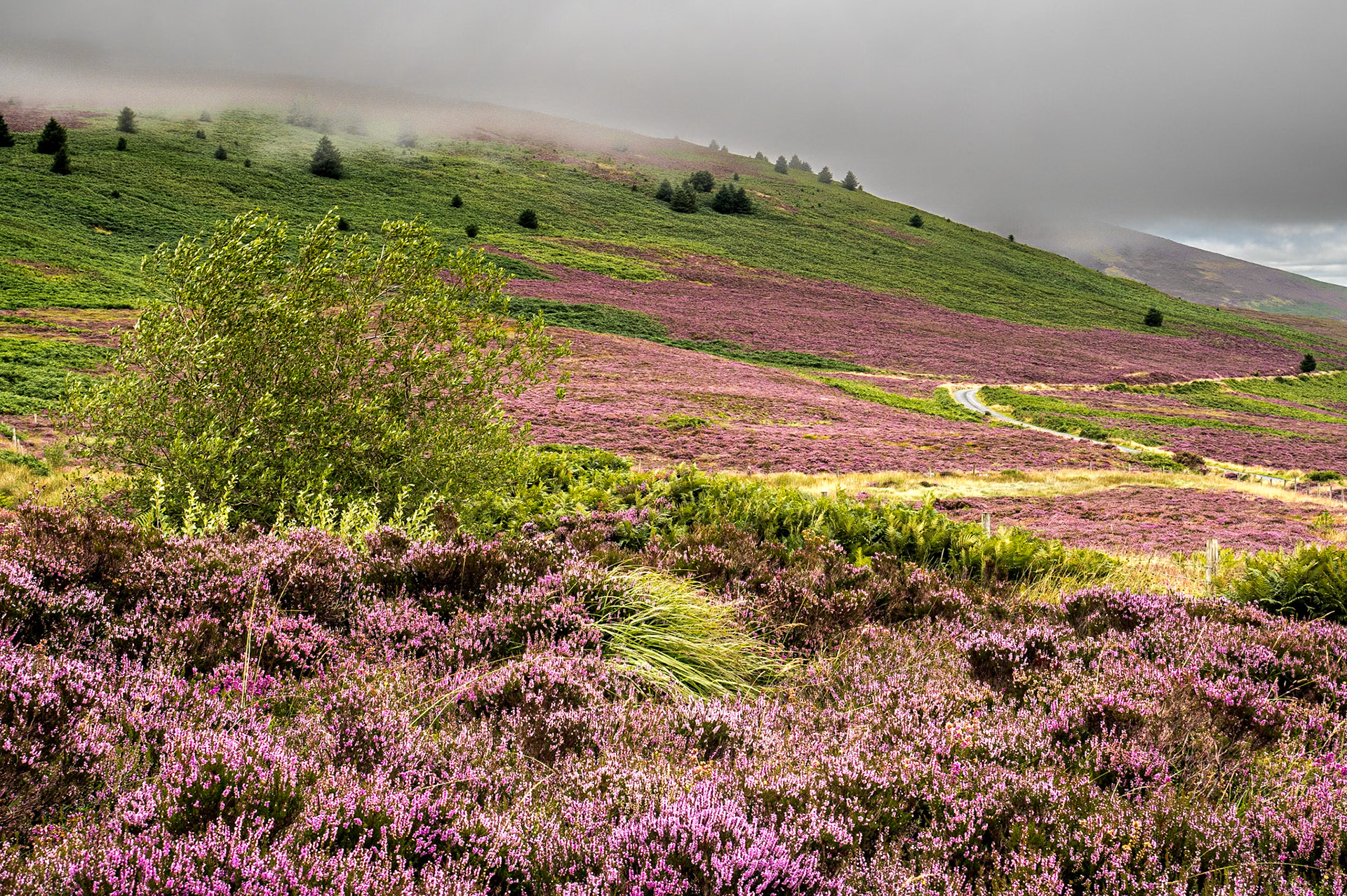 South of Glenmalure, Co Wicklow, 18 Aug 2021