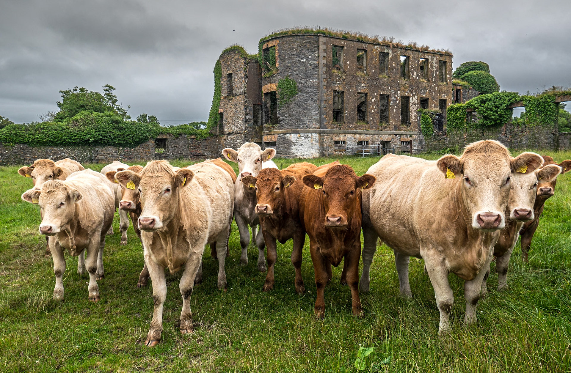 Ruin, east of Cahersiveen, Co Kerry, 14 Jul 2021