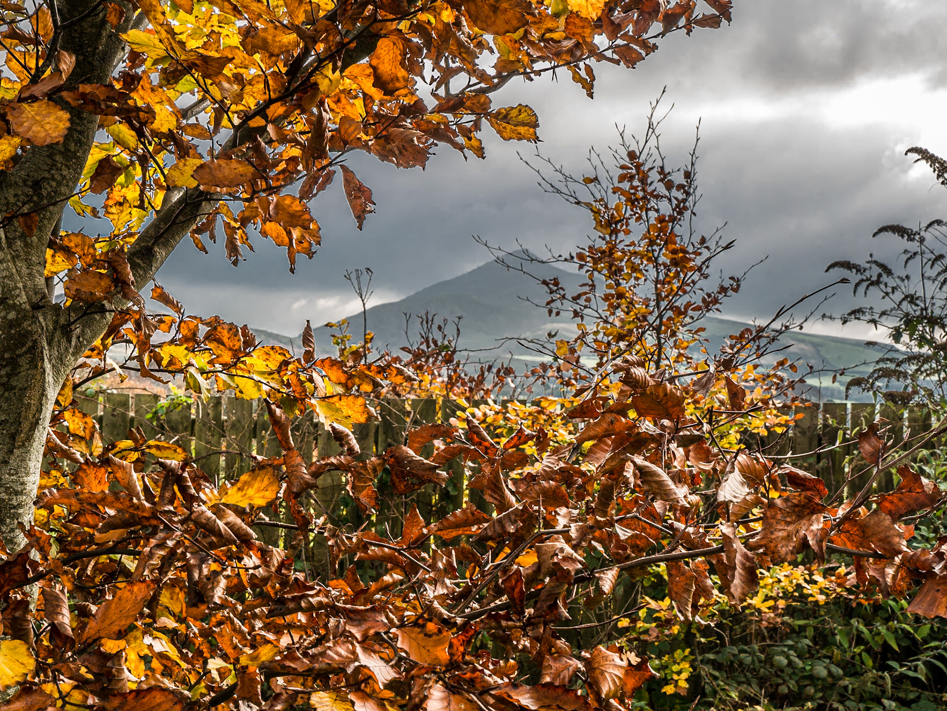 Avenue to Powerscourt House, 16 Nov 2014