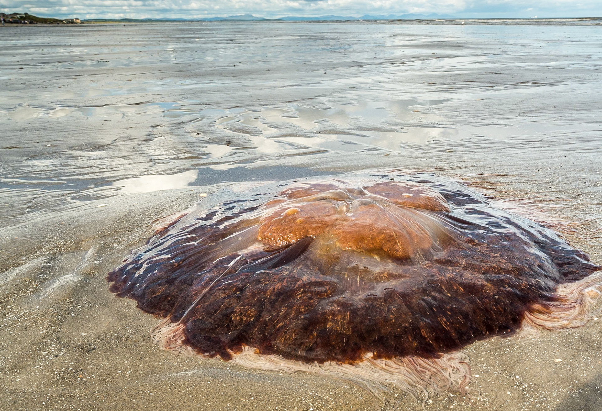 Jellyfish on beach at Laytown, Co Meath, 4 Sep 2016
