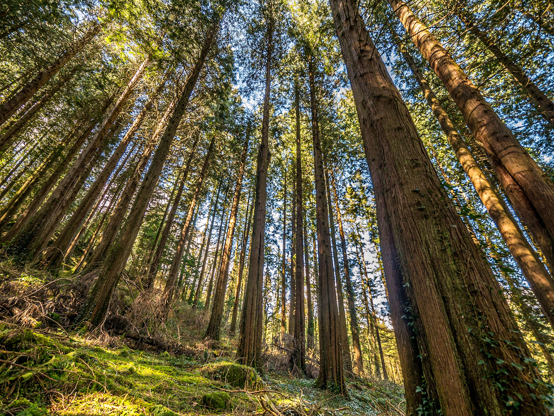 Avondale Forest Park, Co Wicklow, 9 Apr 2018