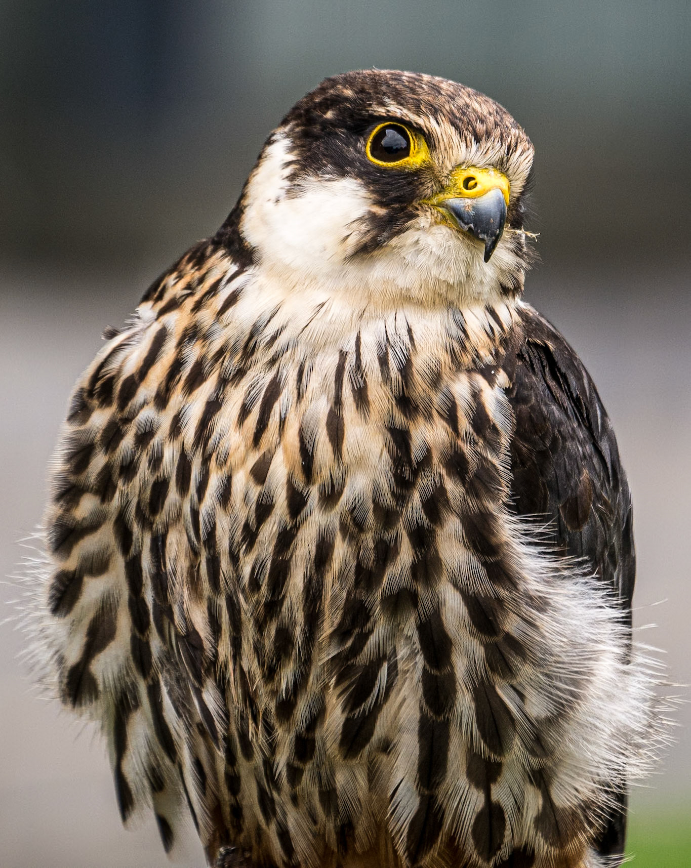 Bird of Prey Centre, Russburough House, 14 Aug 2016
