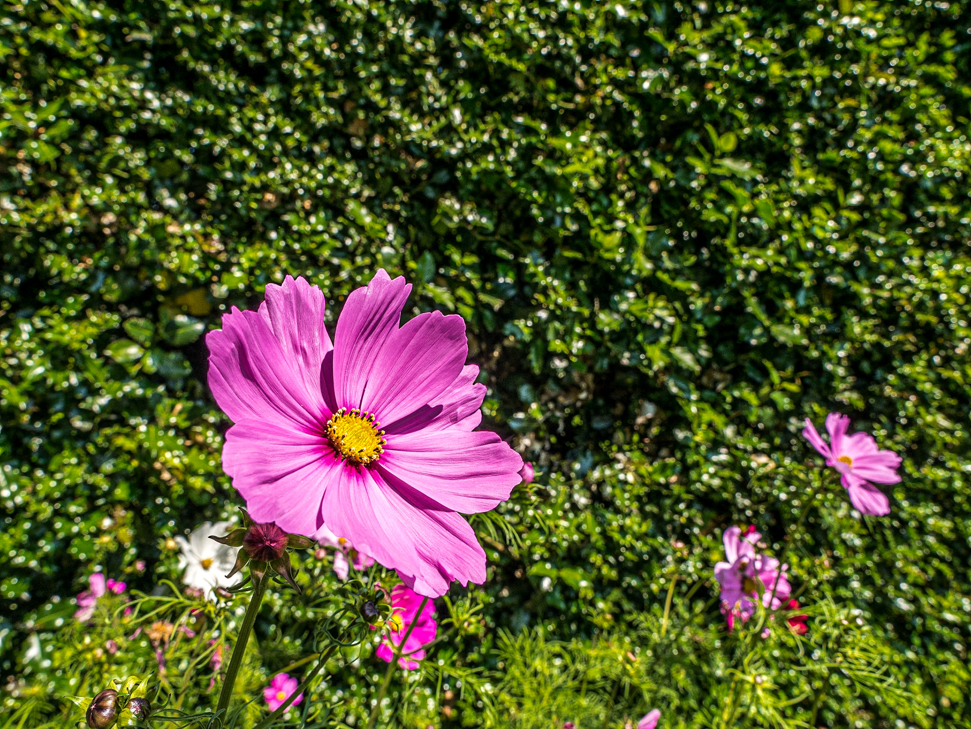 Botanic Gardens, Dublin, 1 Jul 2014