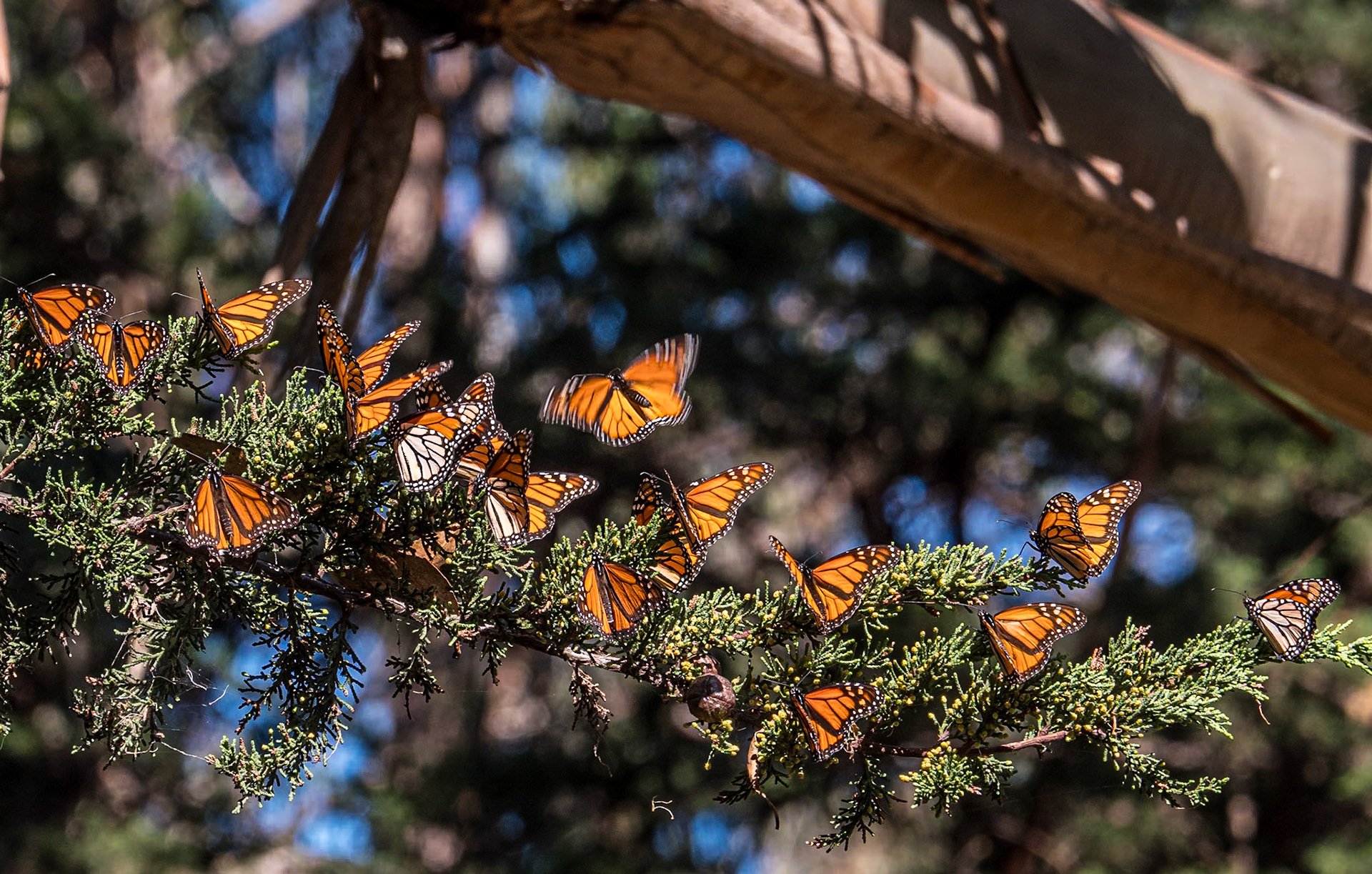 Monarch Butterfly Grove, Pismo Beach, California, 25 Jan 2024