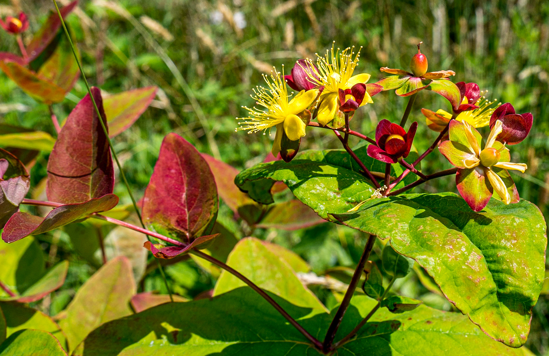 Devil's Glen, Co Wicklow, 4 Jul 2018