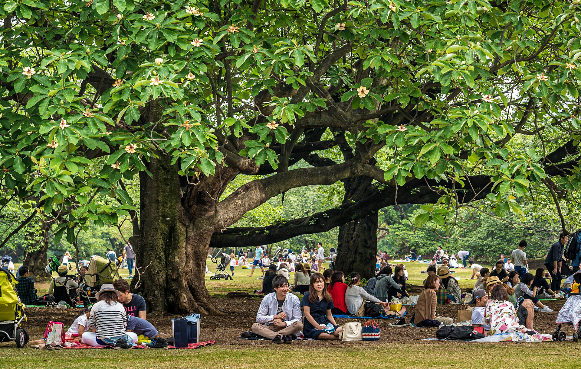 Shinjuku Gyoen National Garden, Tokyo, 3 May 2016