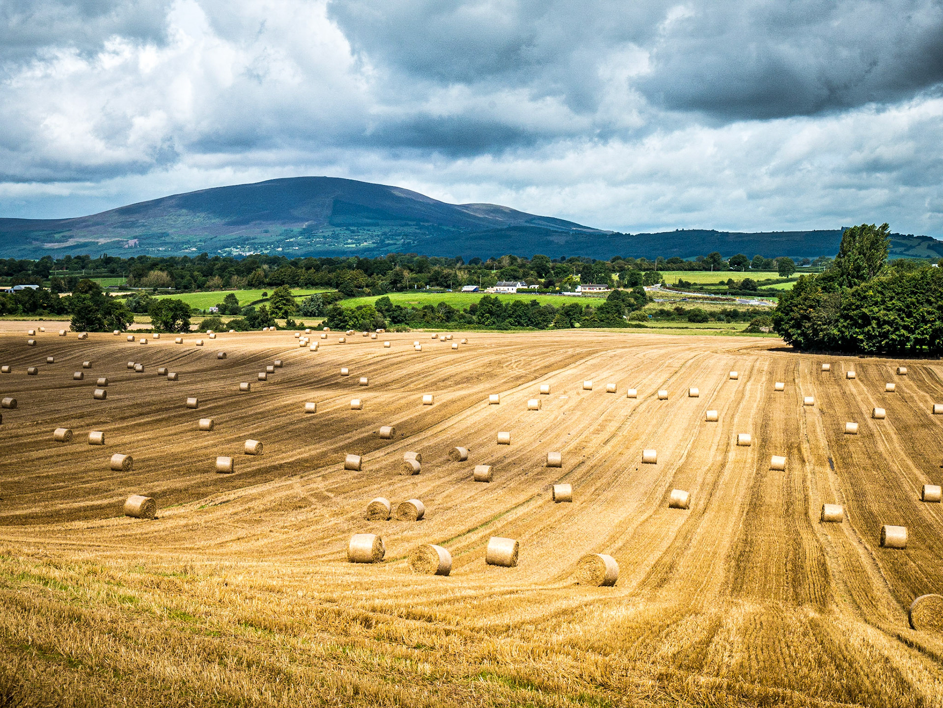 Near Carrick-on-Suir, Co Tipperary, 18 Aug 2017