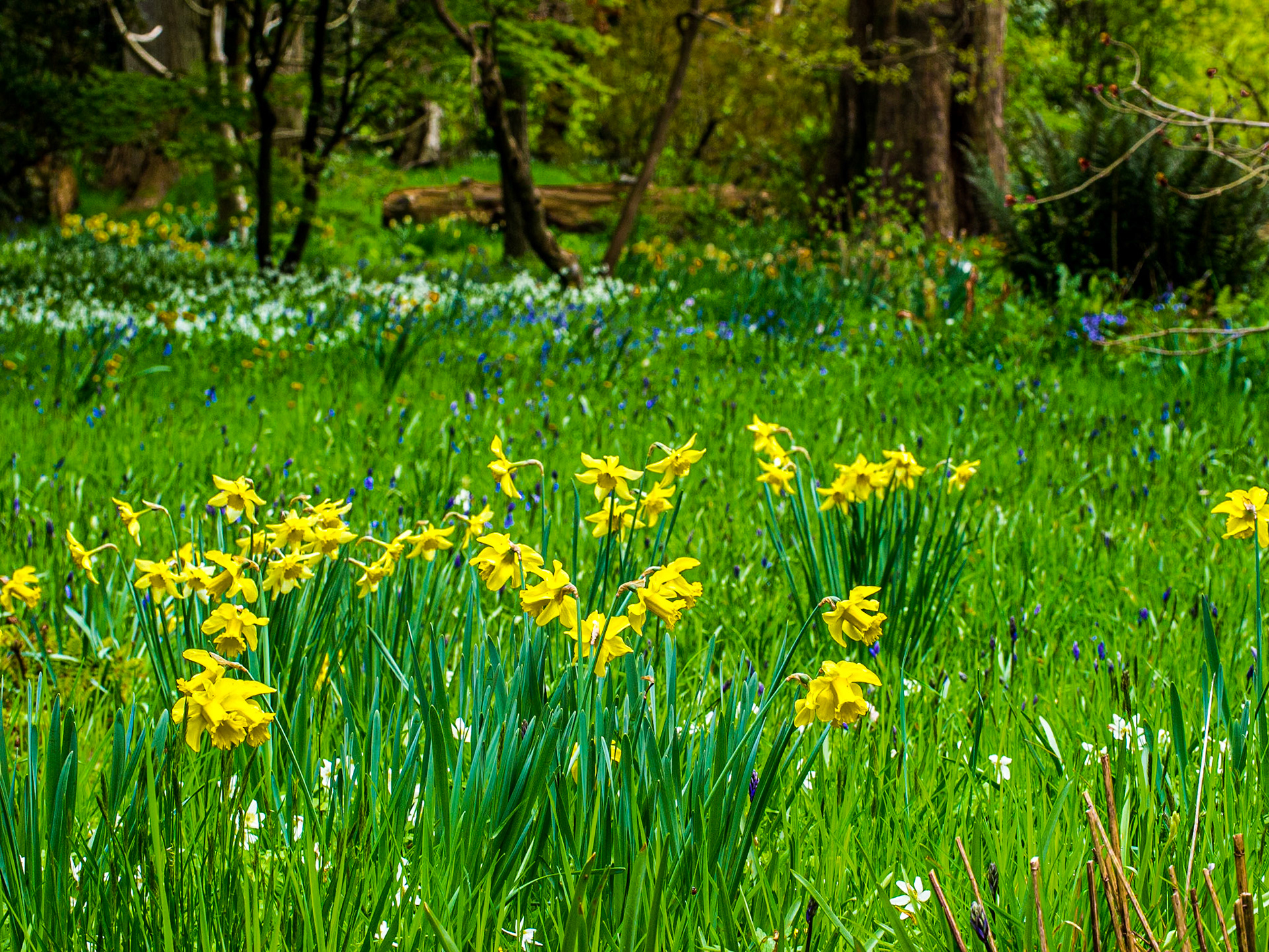 Mount Usher Gardens, Co Wicklow, 20 Apr 2014
