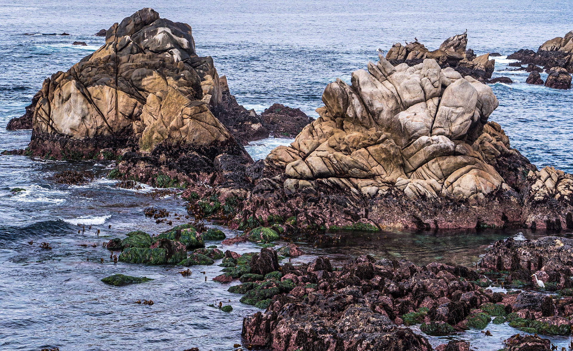 Point Lobos State Natural Reserve, California, 22 Jan 2024