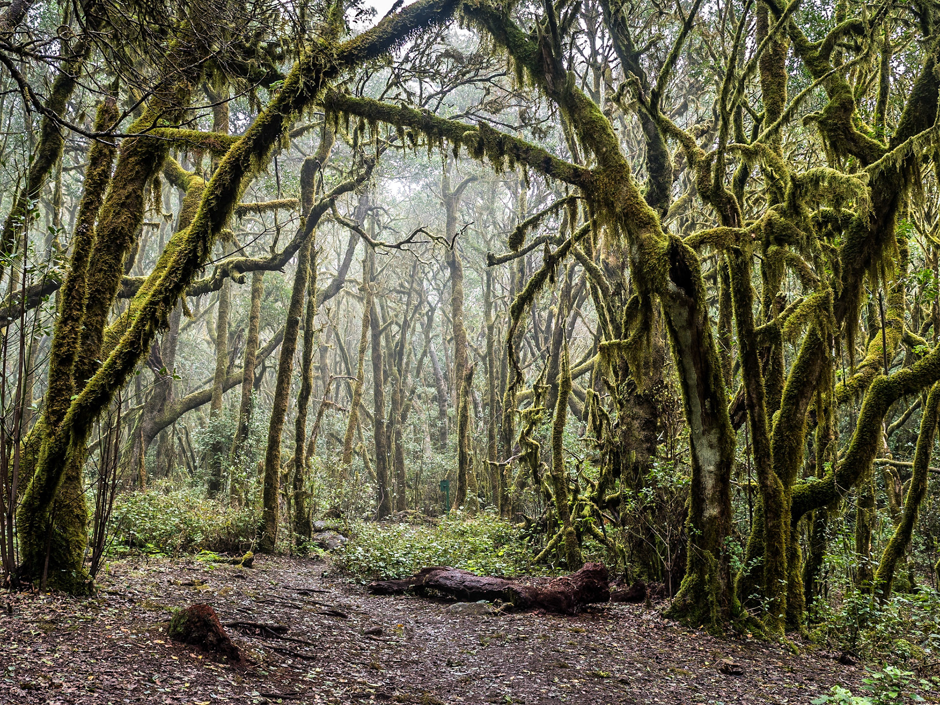 Forest near Las Hayas, La Gomera, 29 Jan 2018