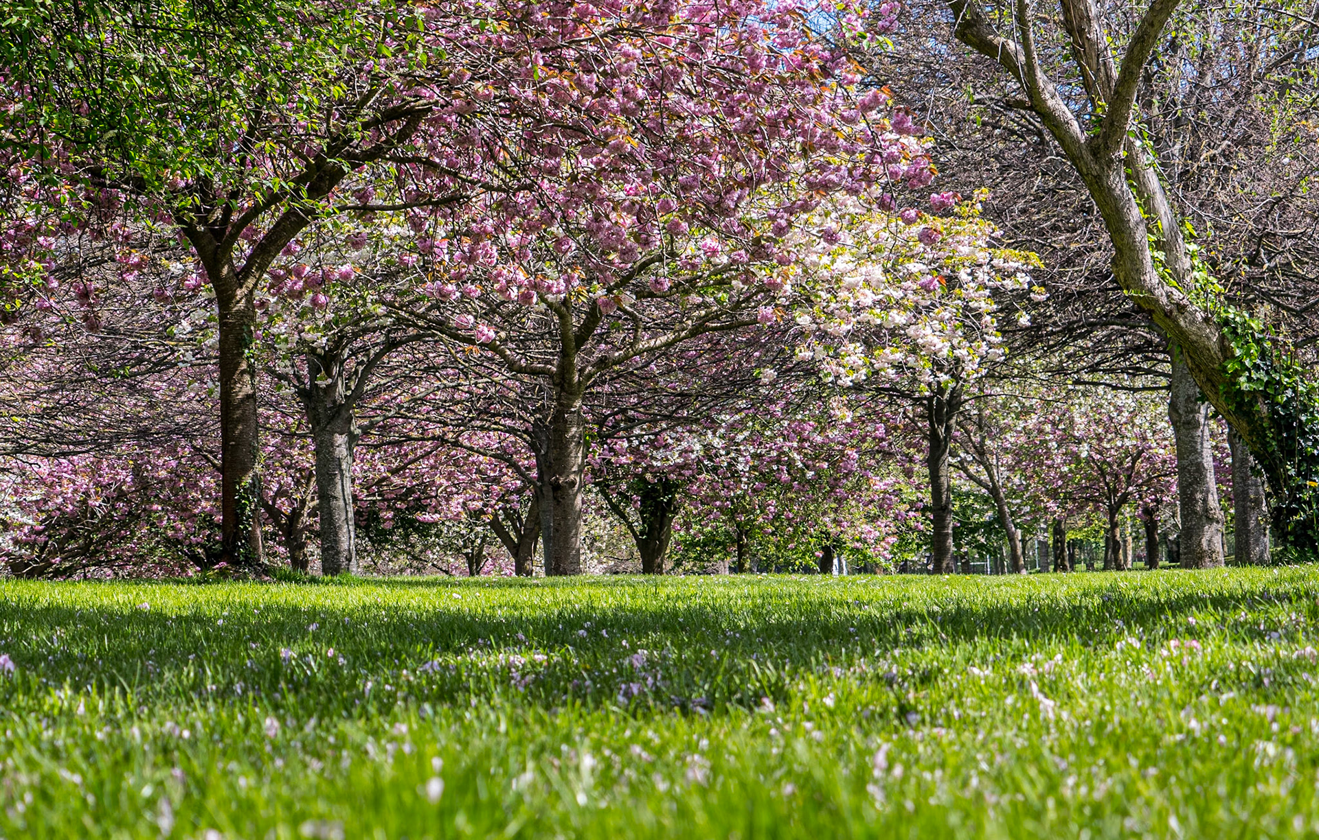 War Memorial Gardens, Islandsbridge, Dublin, 25 Apr 2023