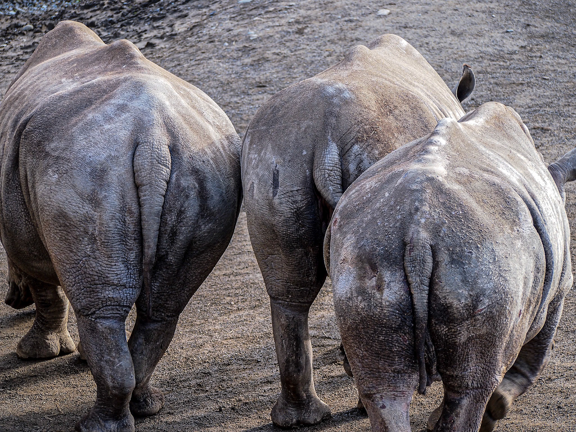 Dublin Zoo, 17 Feb 2013