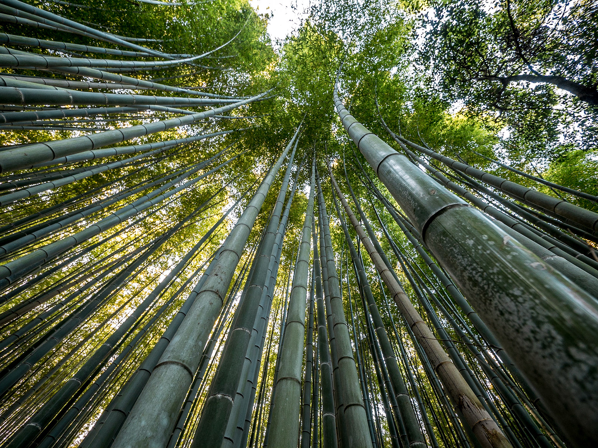 Arashiyama Bamboo Grove, Kyoto, 22 Apr 2016