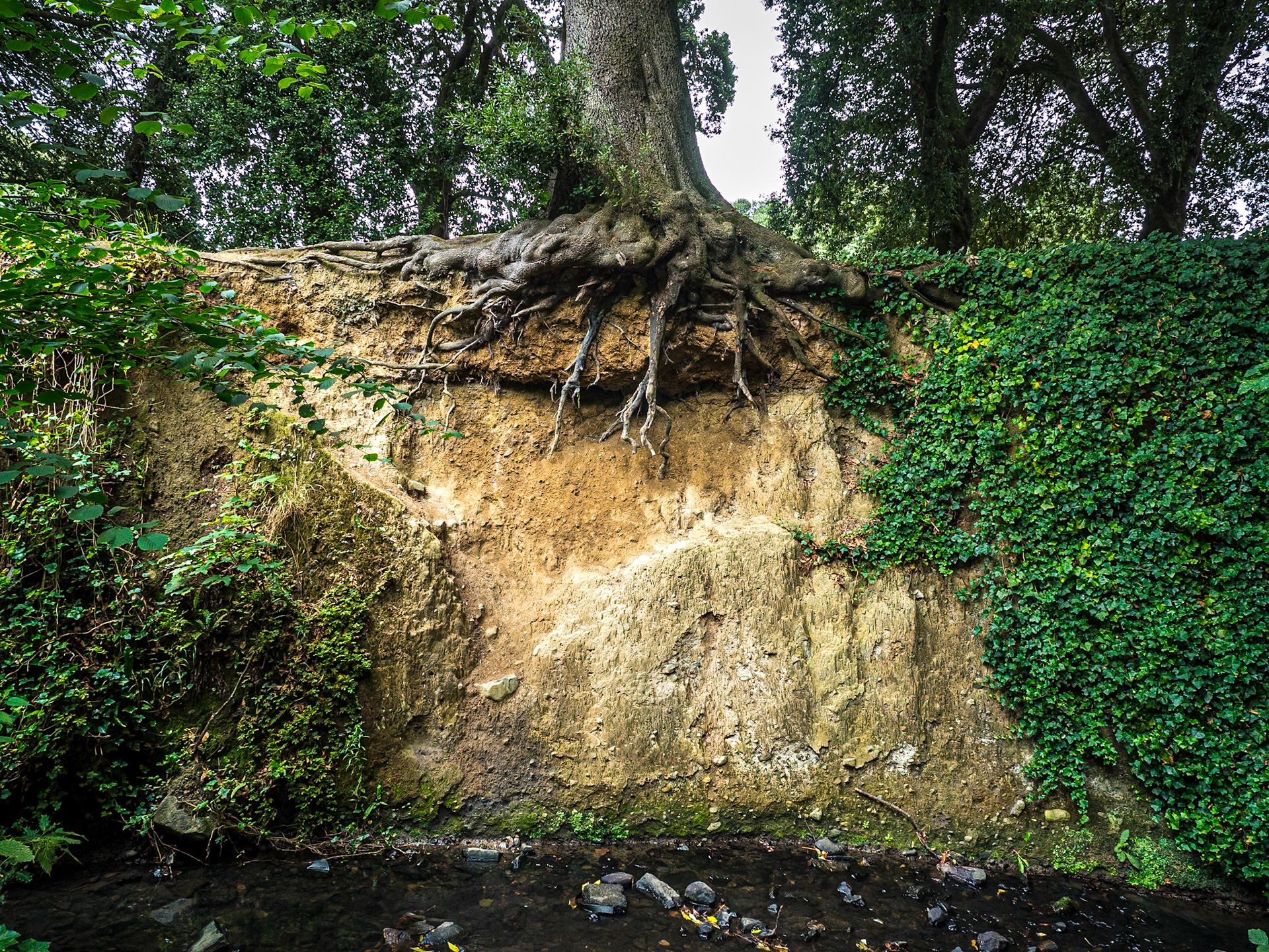 St Anne's Park, Raheny, Dublin, 19 Aug 2018