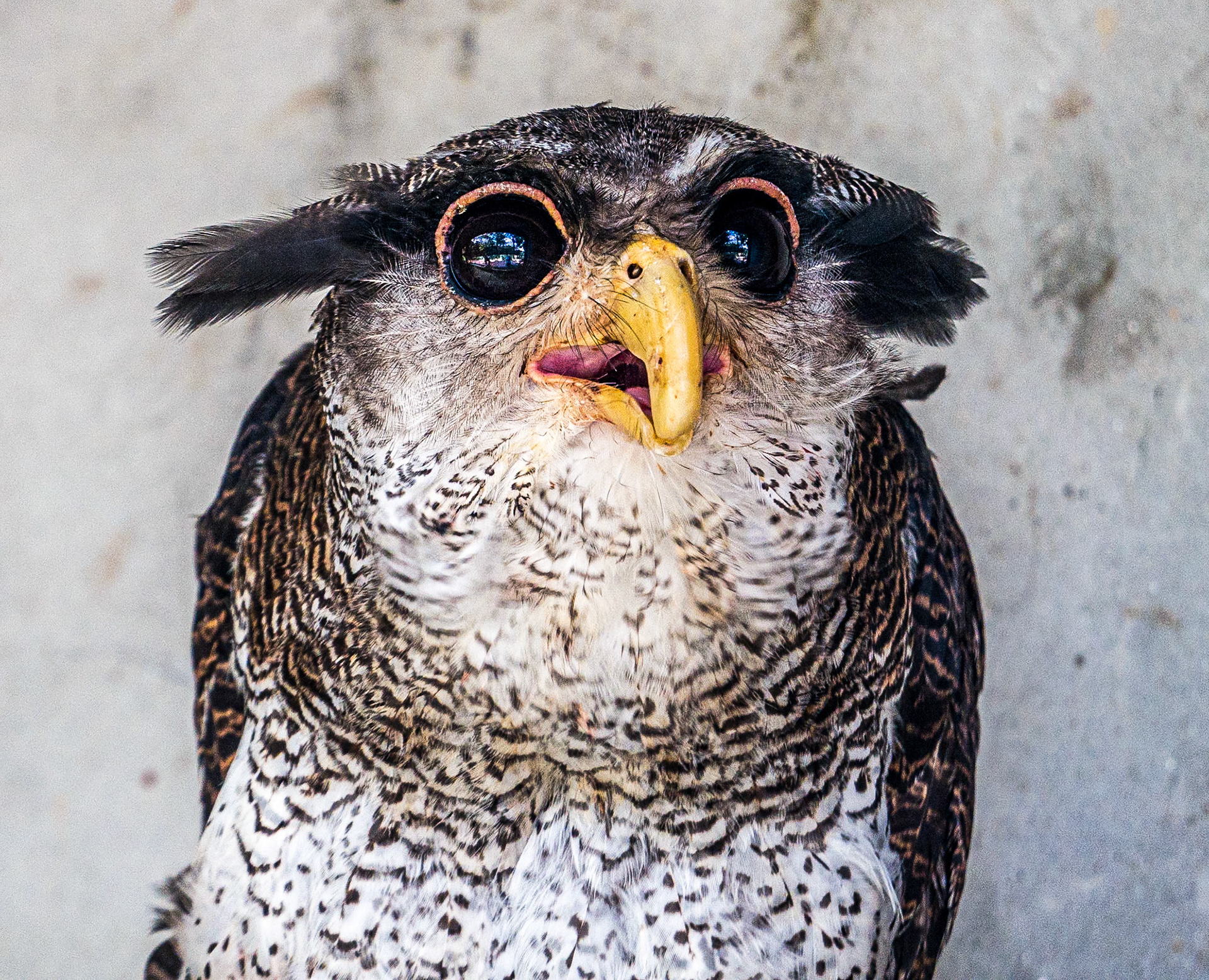 Owl, Kuala Lumpur Bird Park, 1 Jun 2017