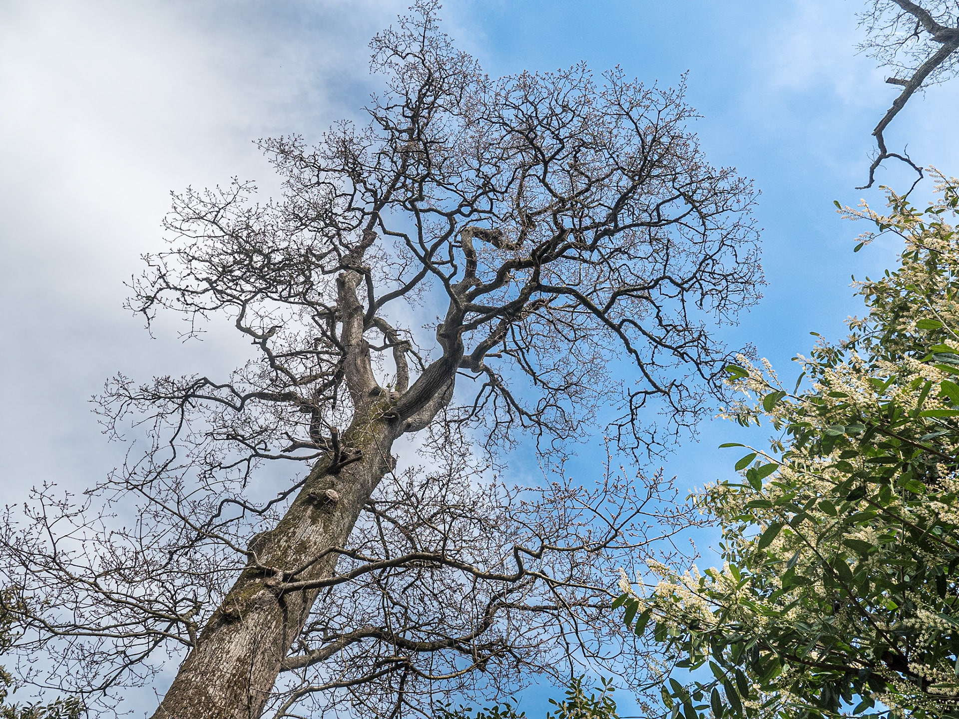 Botanic Gardens, Kilmacurragh, Co Wicklow, 7 Apr 2022