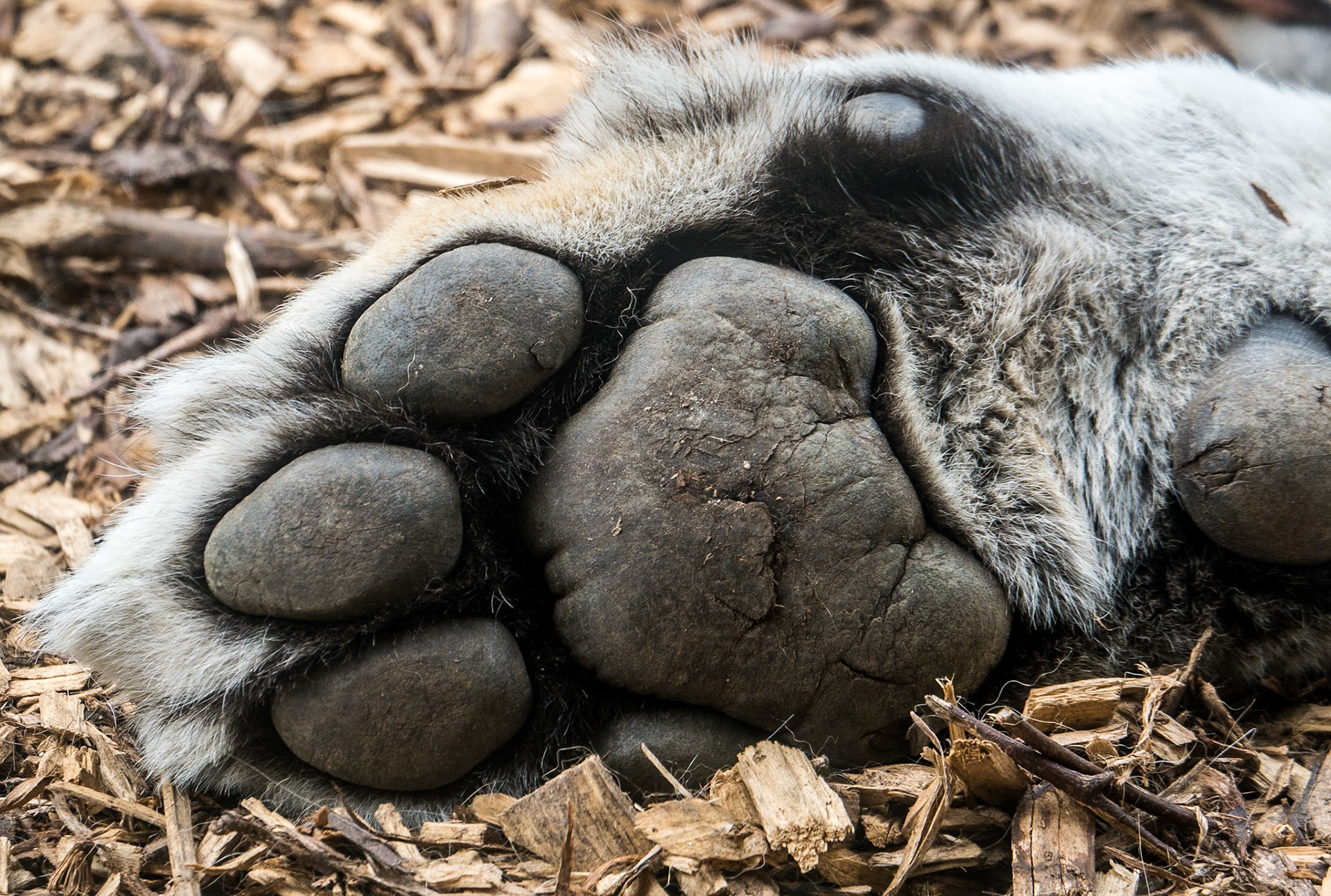 Amur tiger, Dublin Zoo, 11 Aug 2015