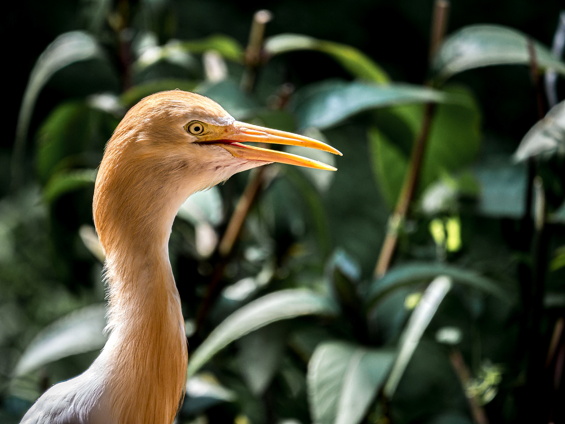 Kuala Lumpur Bird Park, 1 Jun 2017