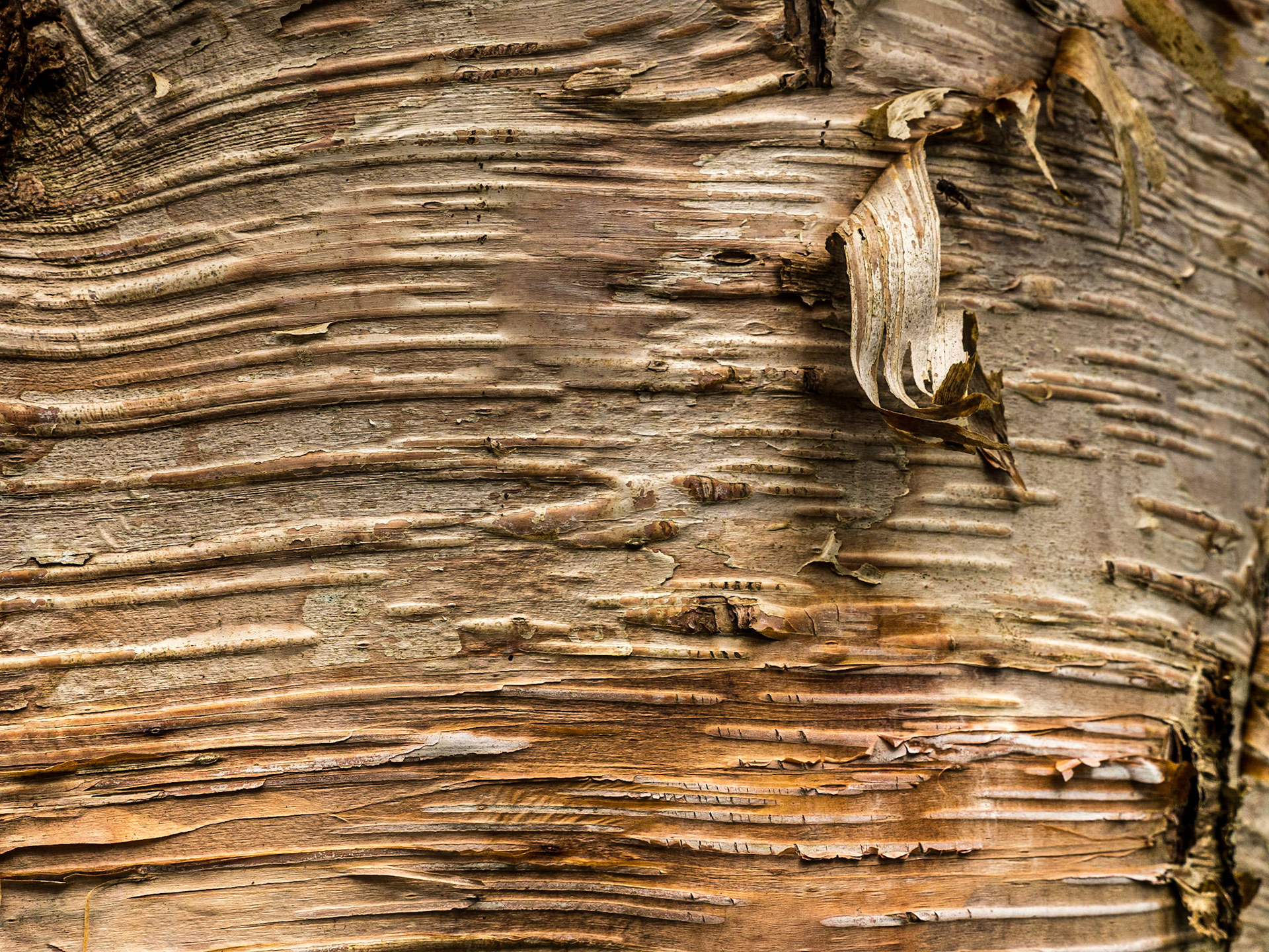 John F Kennedy Arboretum, Co Wexford, 6 Apr 2022