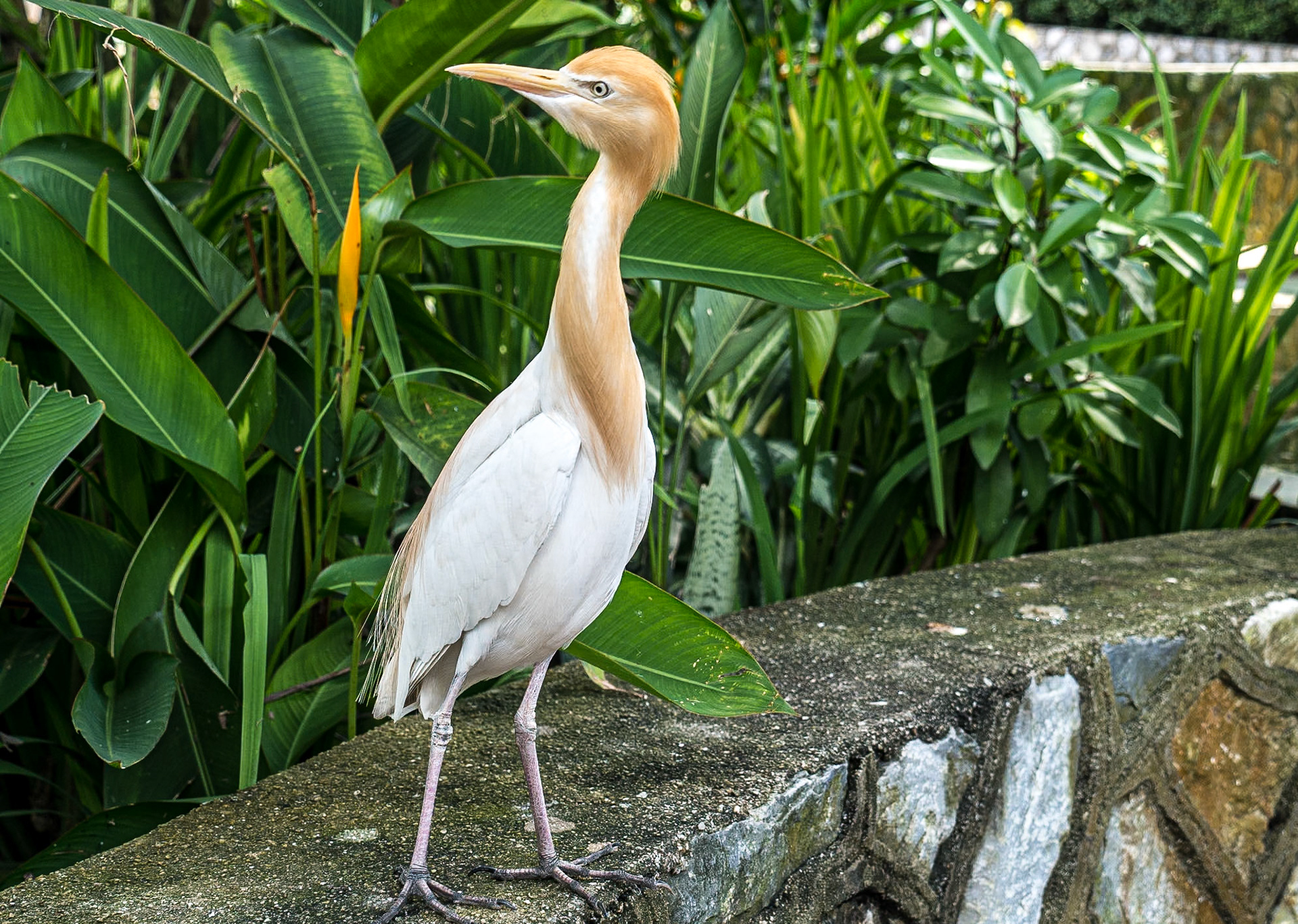 Kuala Lumpur Bird Park, 1 Jun 2017