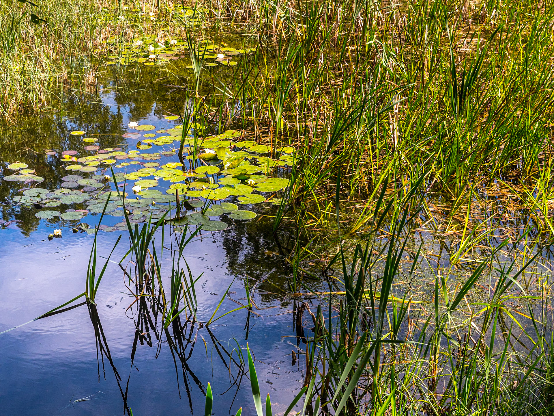 Donadea Forest Park, Co Kildare, 8 Jun 2022
