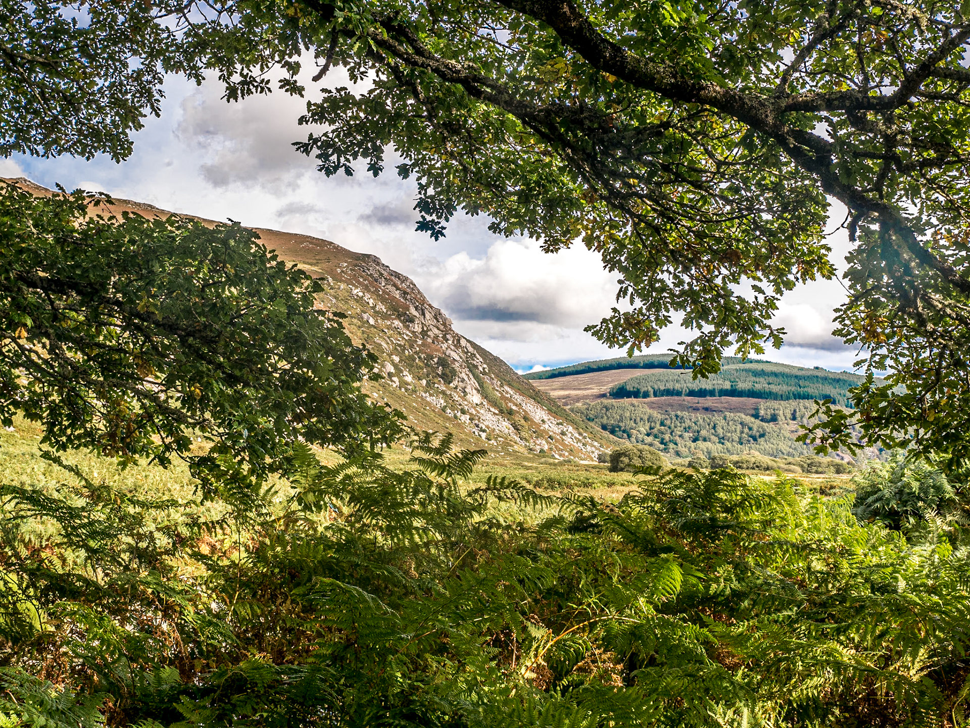Along Inchavore River, Co Wicklow, 30 Sep 2016