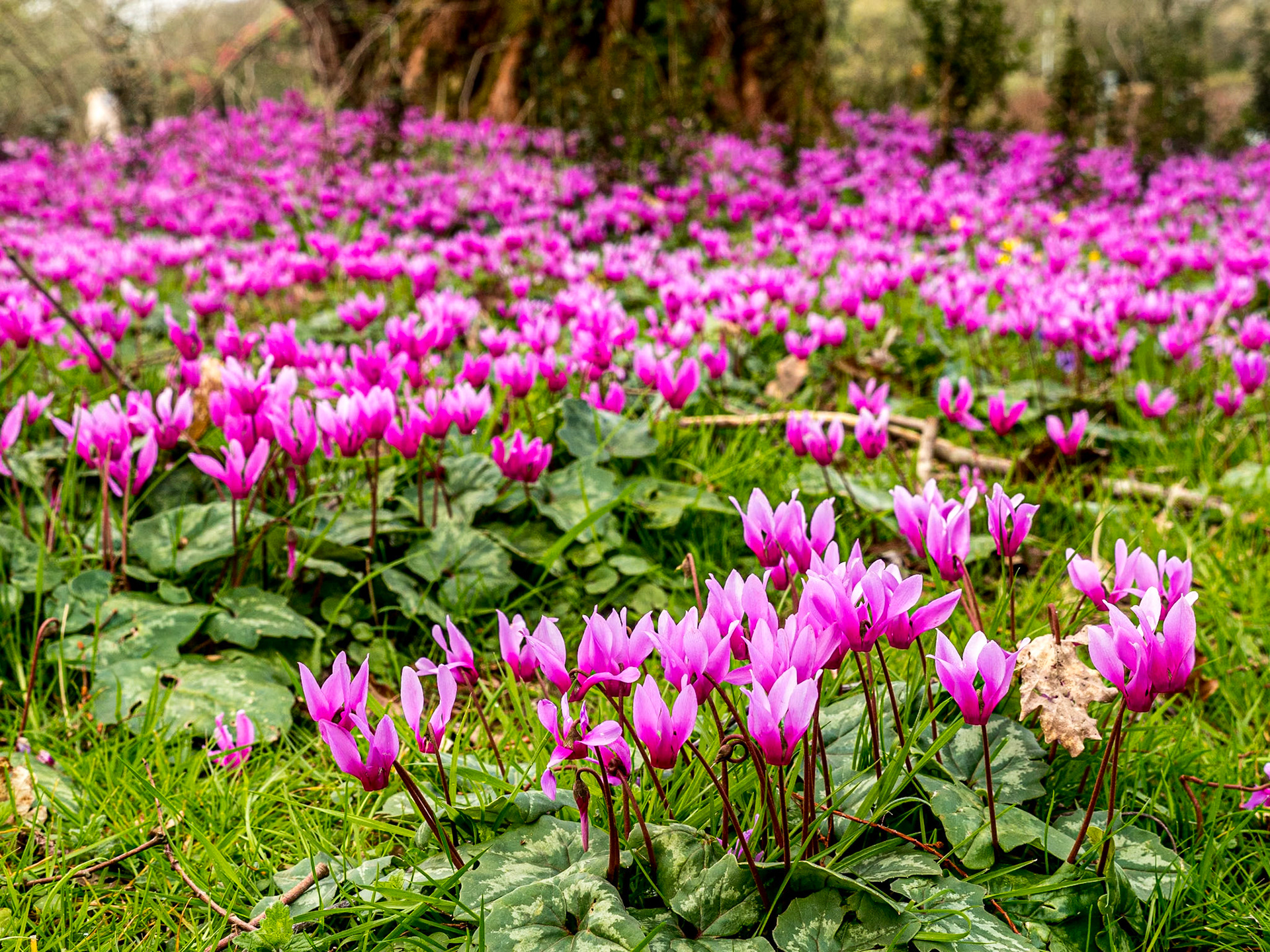 John F Kennedy Arboretum, Co Wexford, 6 Apr 2022