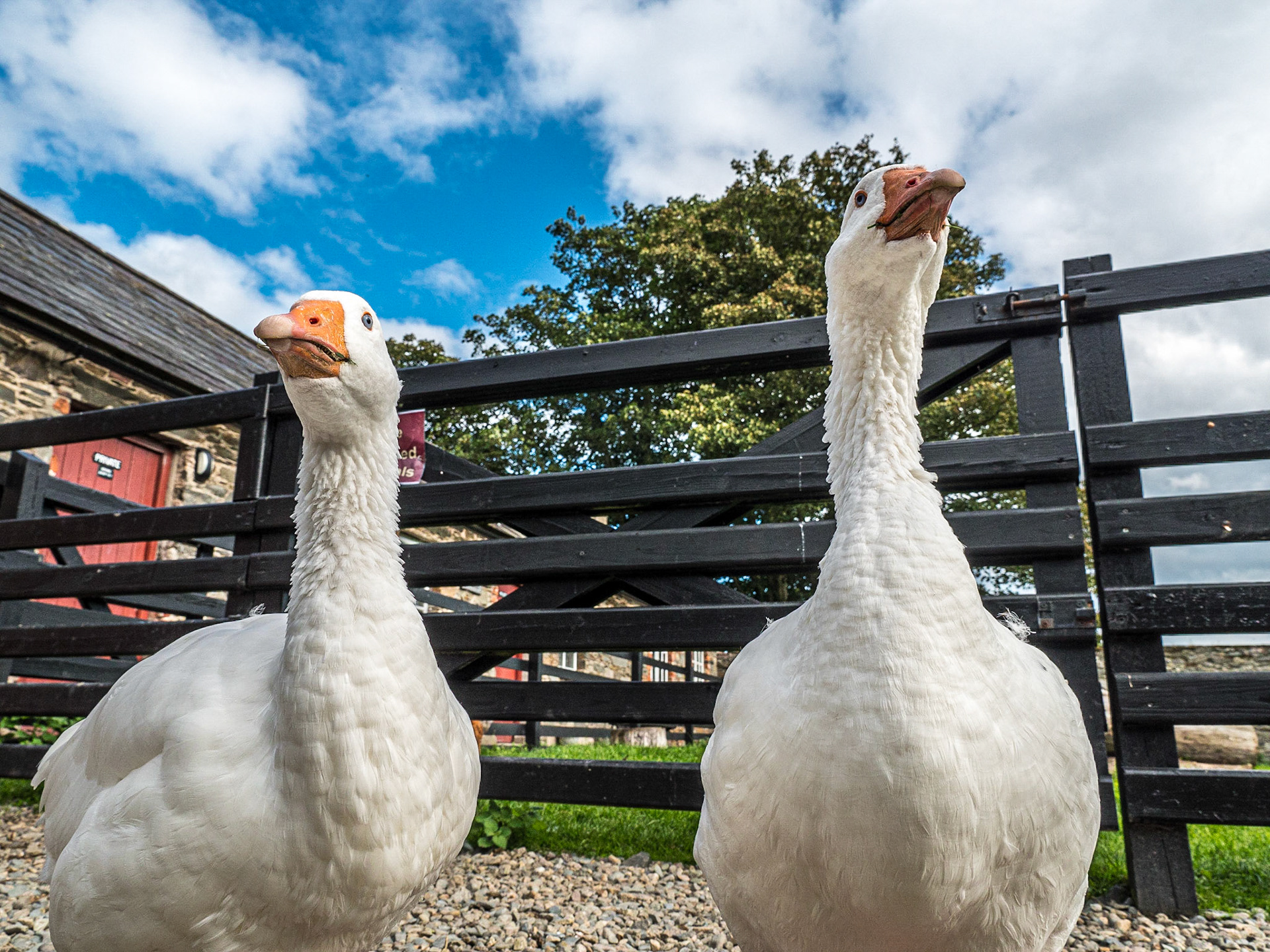 Stables area of Castle Ward, Co Down, 18 Sep 2018