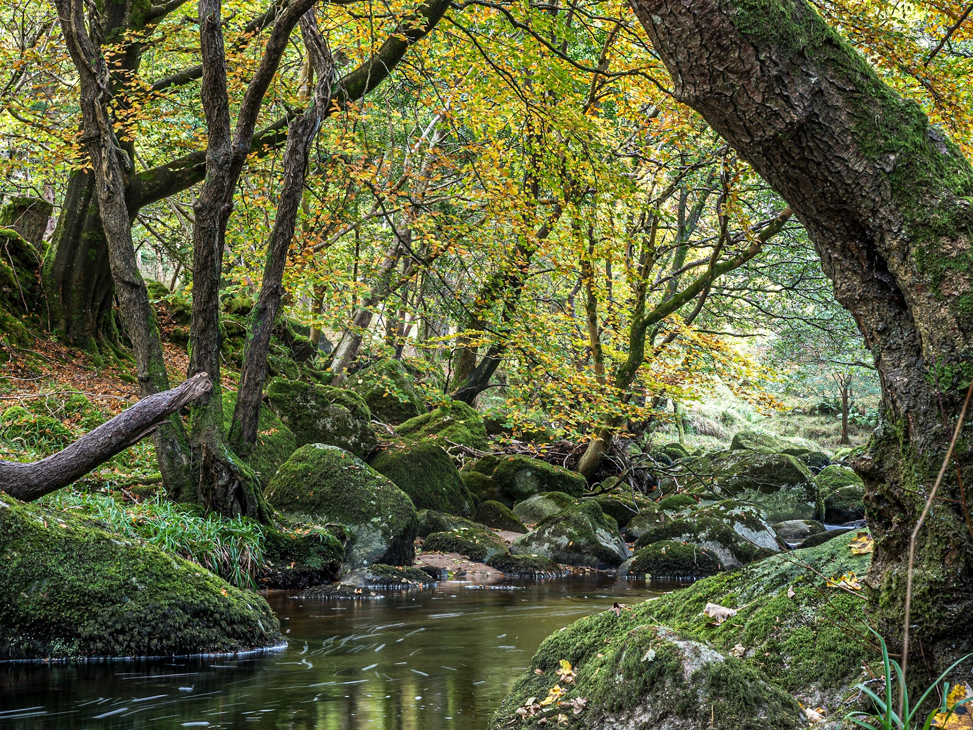 Glencree River near Knockree, Co Wicklow, 30 Oct 2016