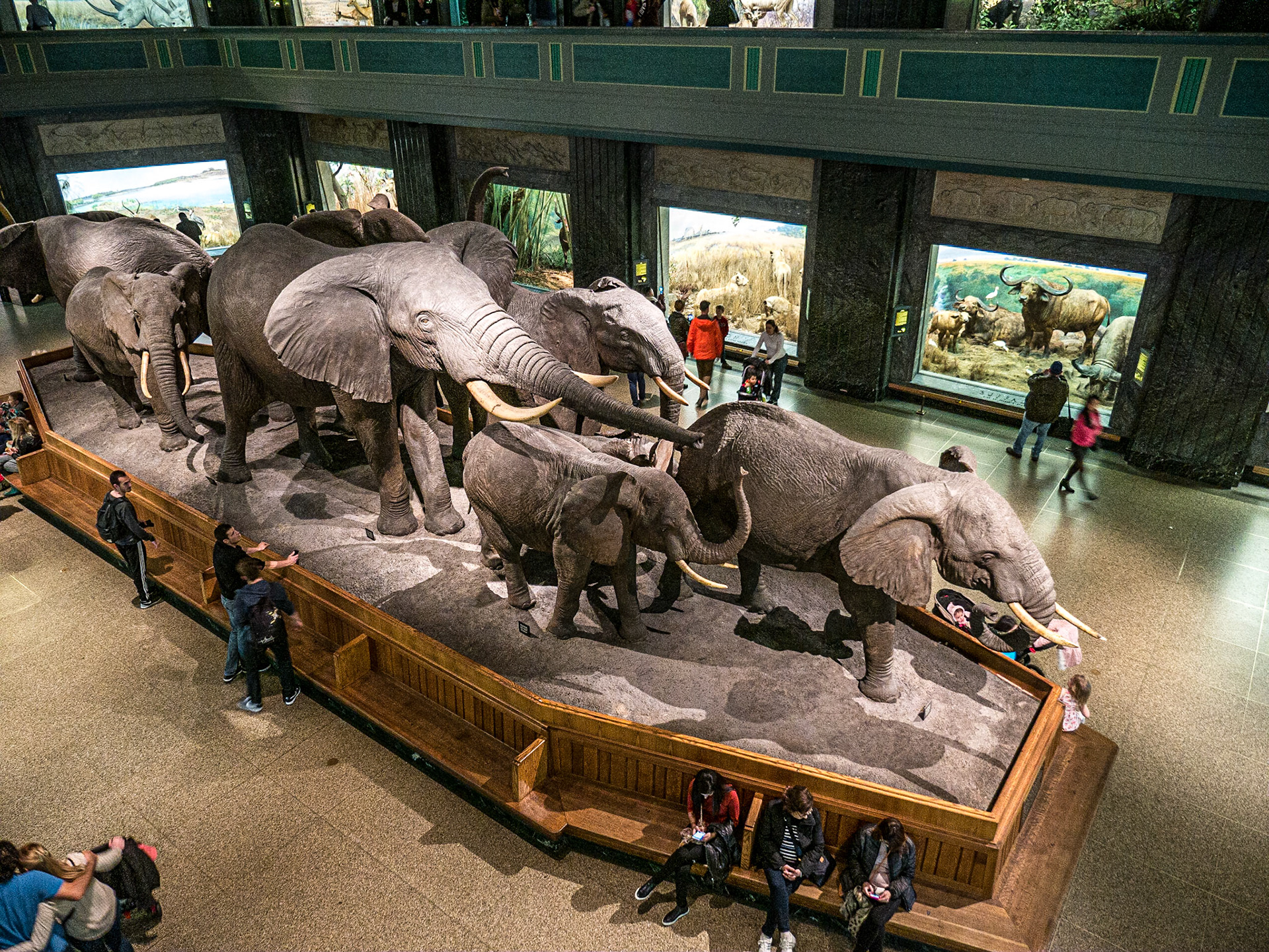 Museum of Natural History, Manhattan, 19 Nov 2015