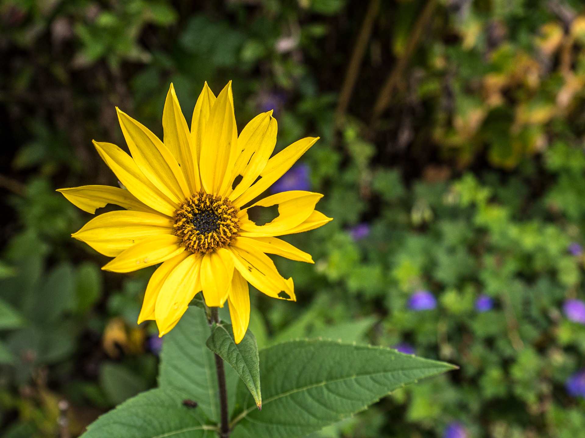 Norton Priory Museum &amp; Gardens, Cheshire, 14 Oct 2022