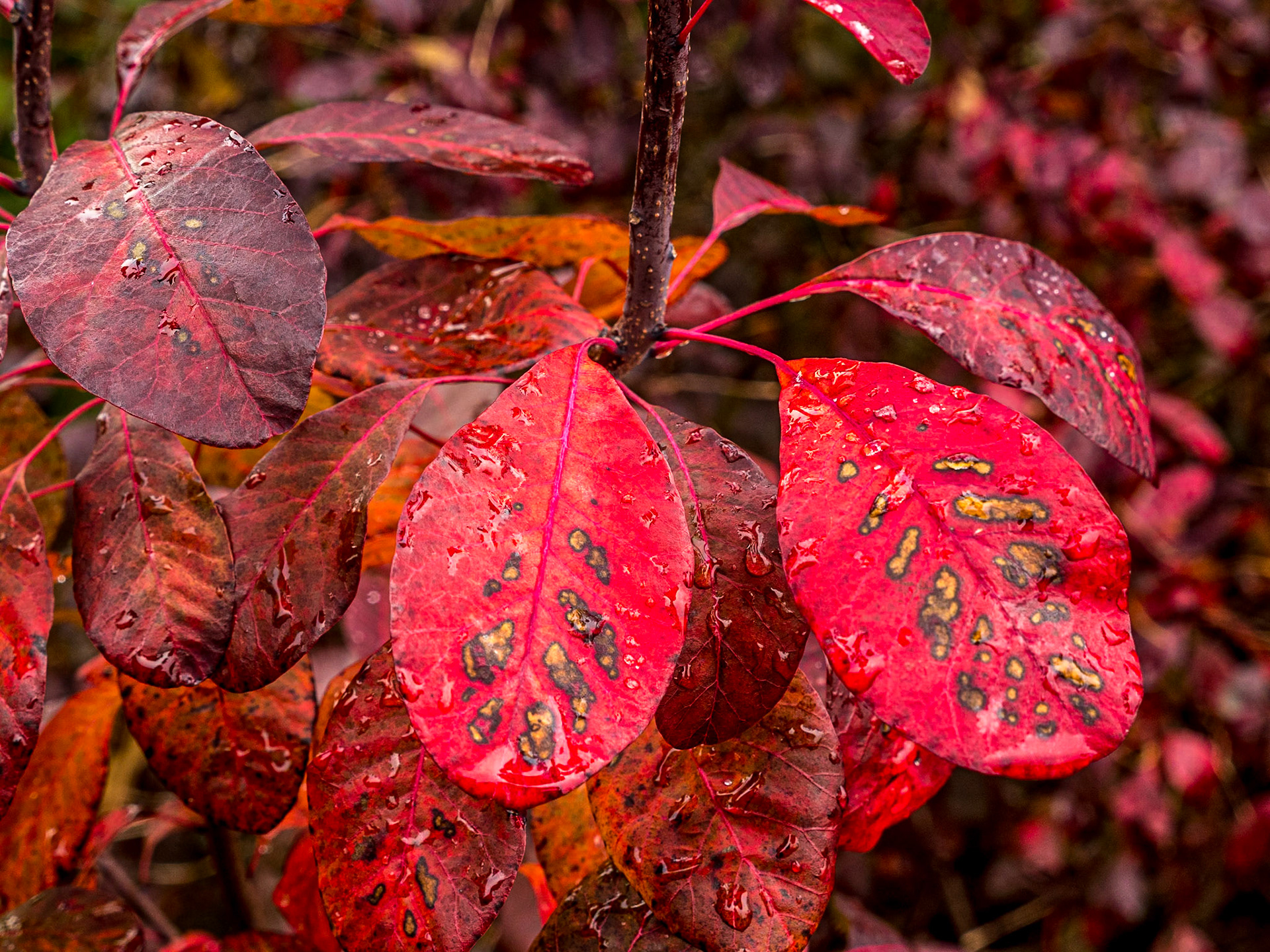 Botanic Gardens, Dublin, 3 Nov 2019